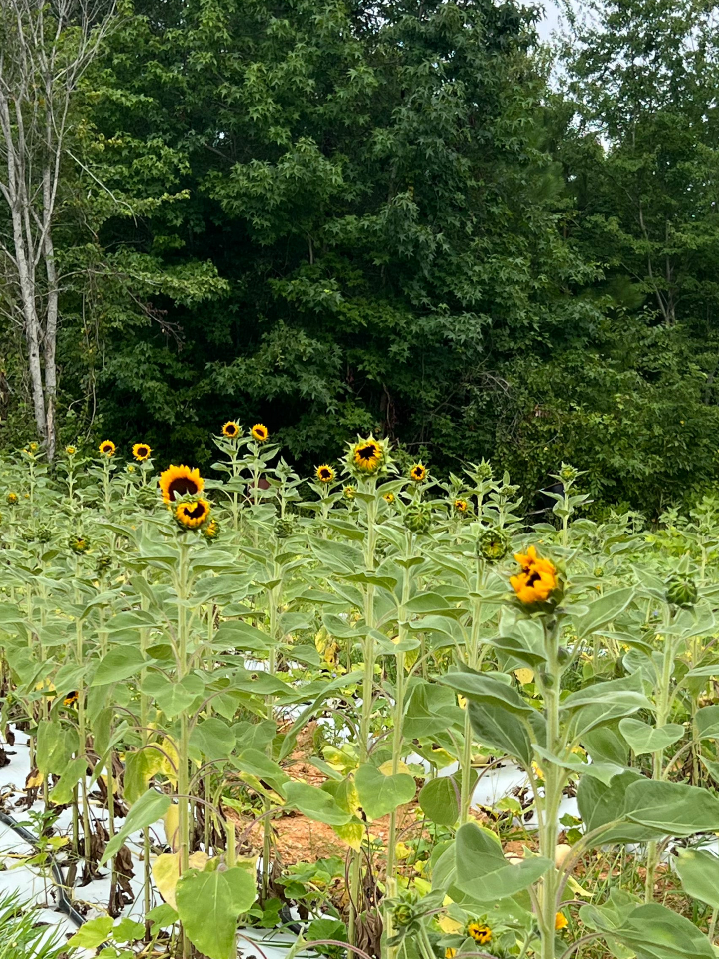Sunflowers