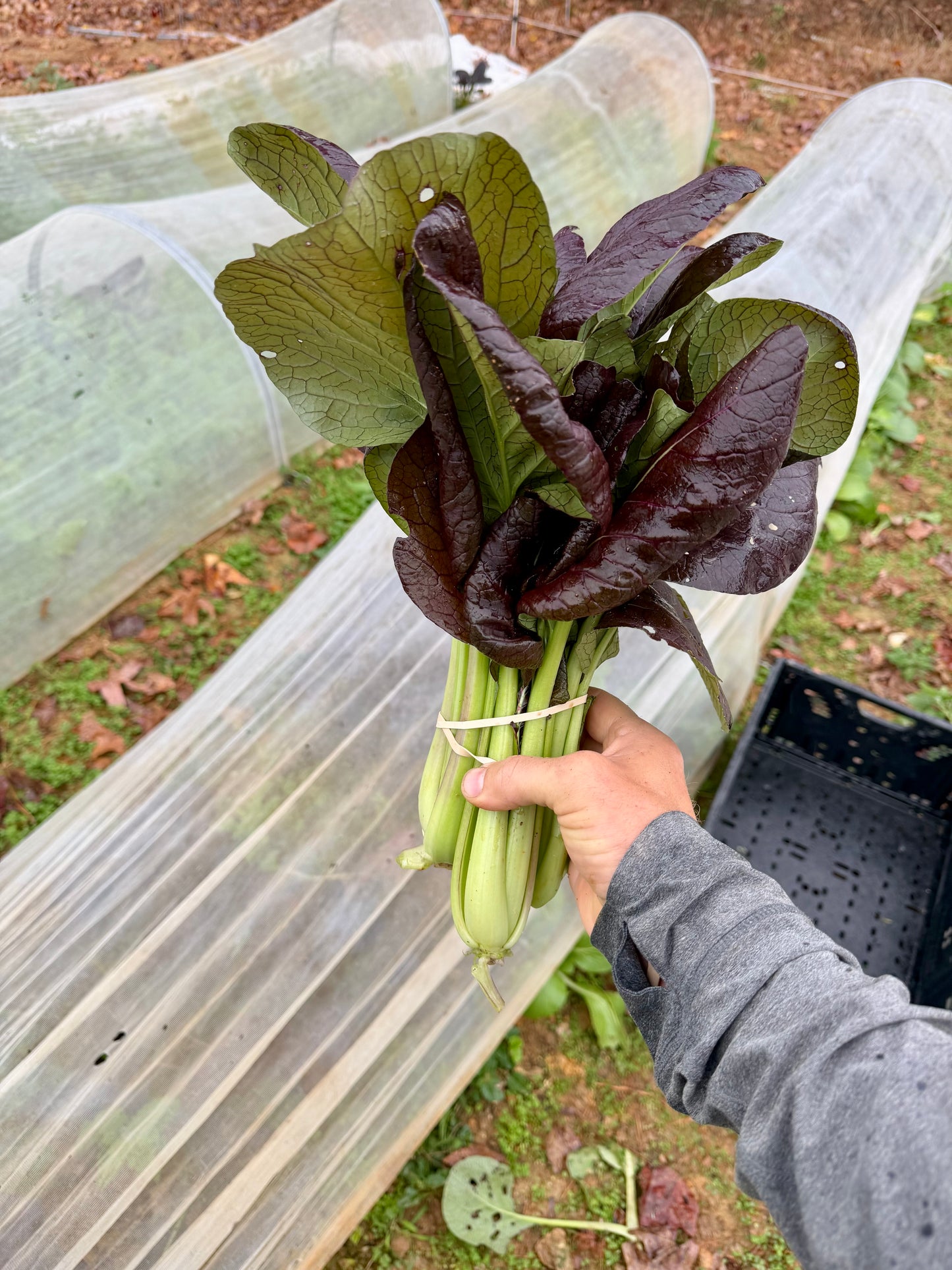 Bok choy