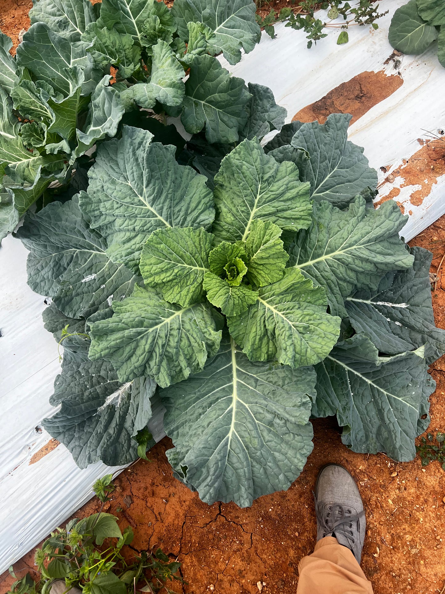 Collard greens - Georgia