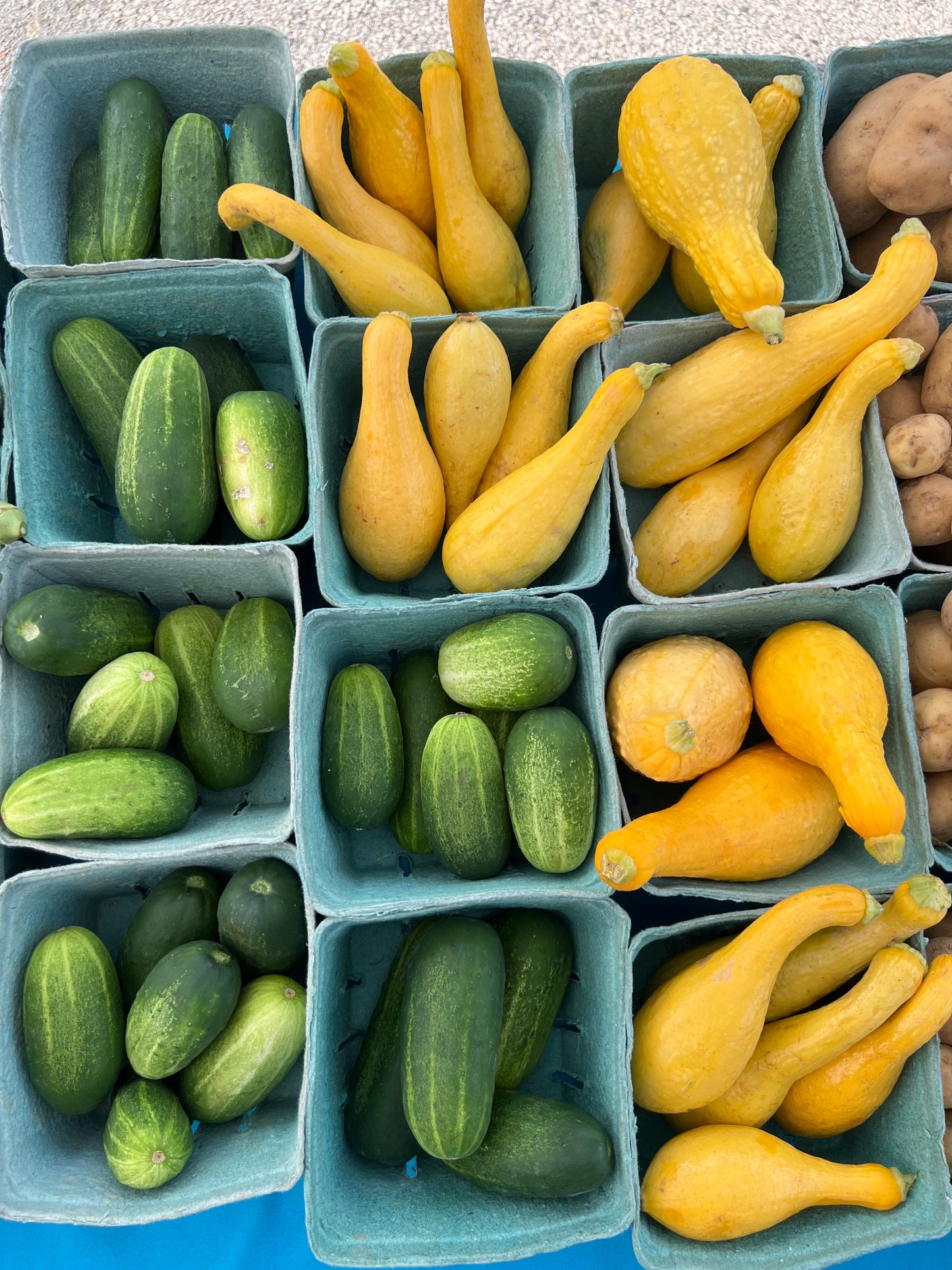 Yellow Squash