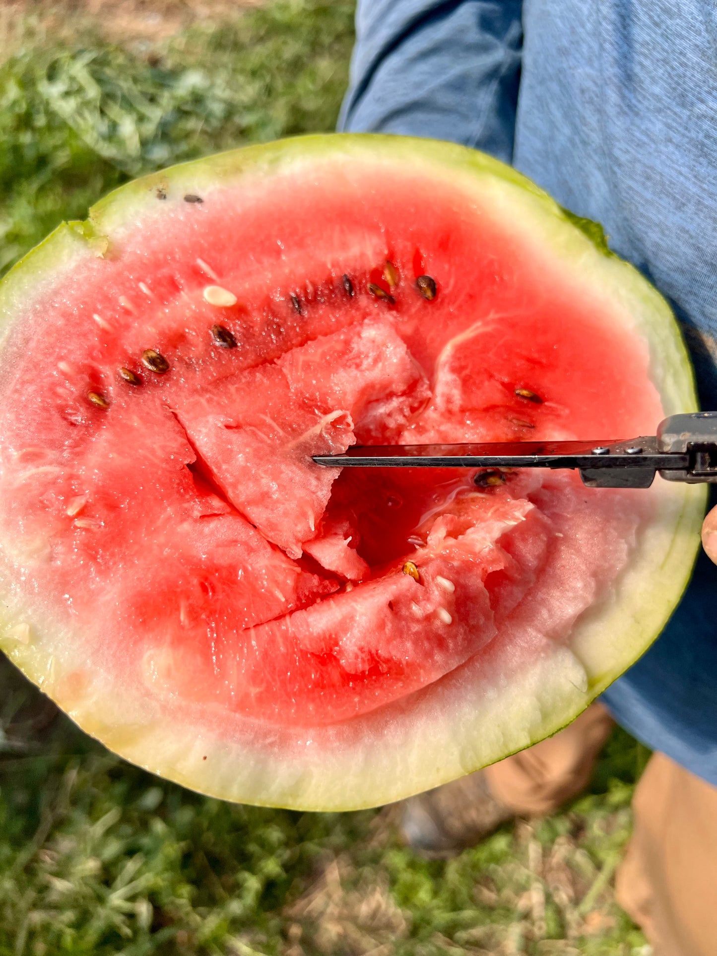 Watermelon - Crimson Sweet