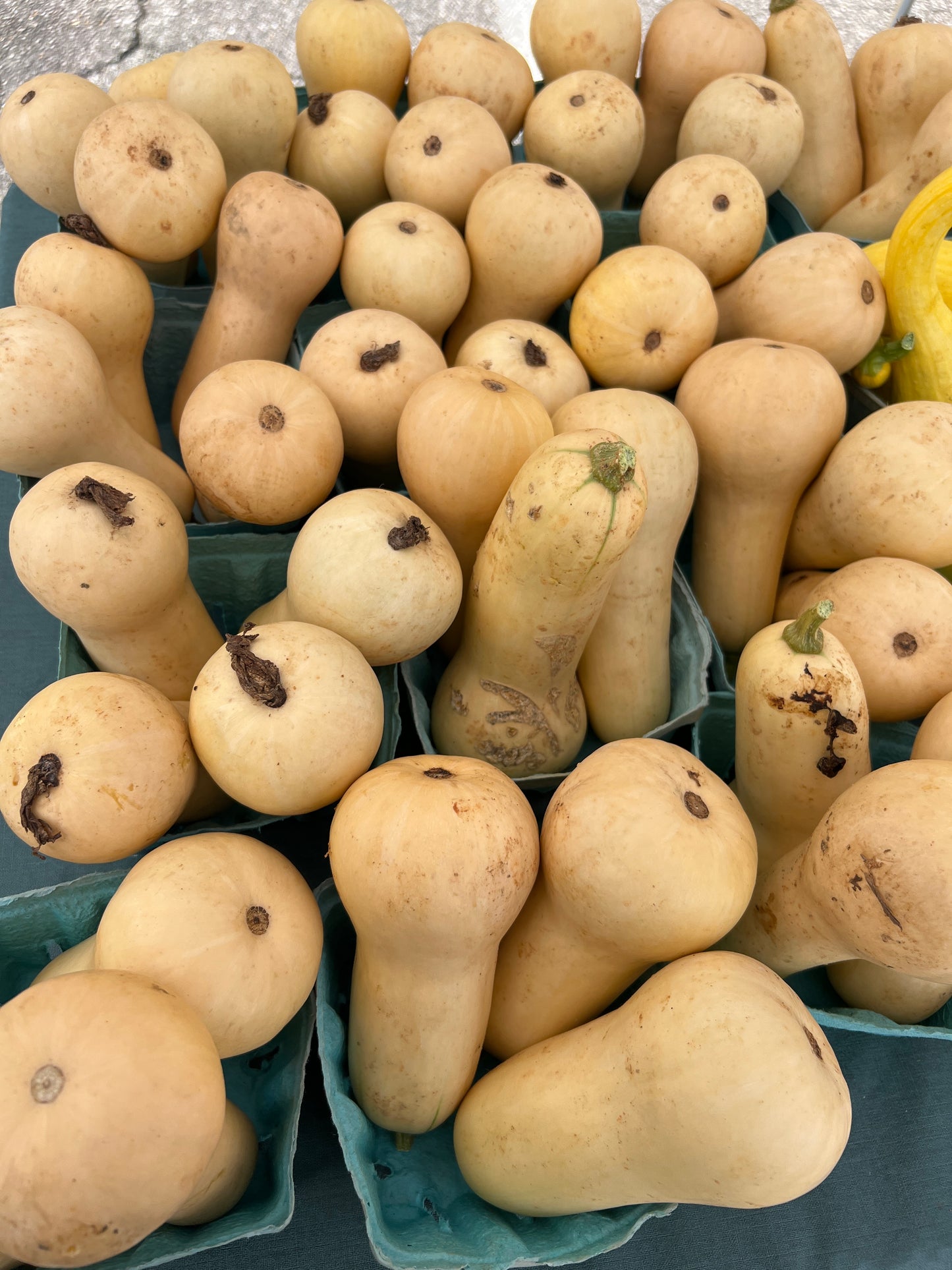 Butternut squash