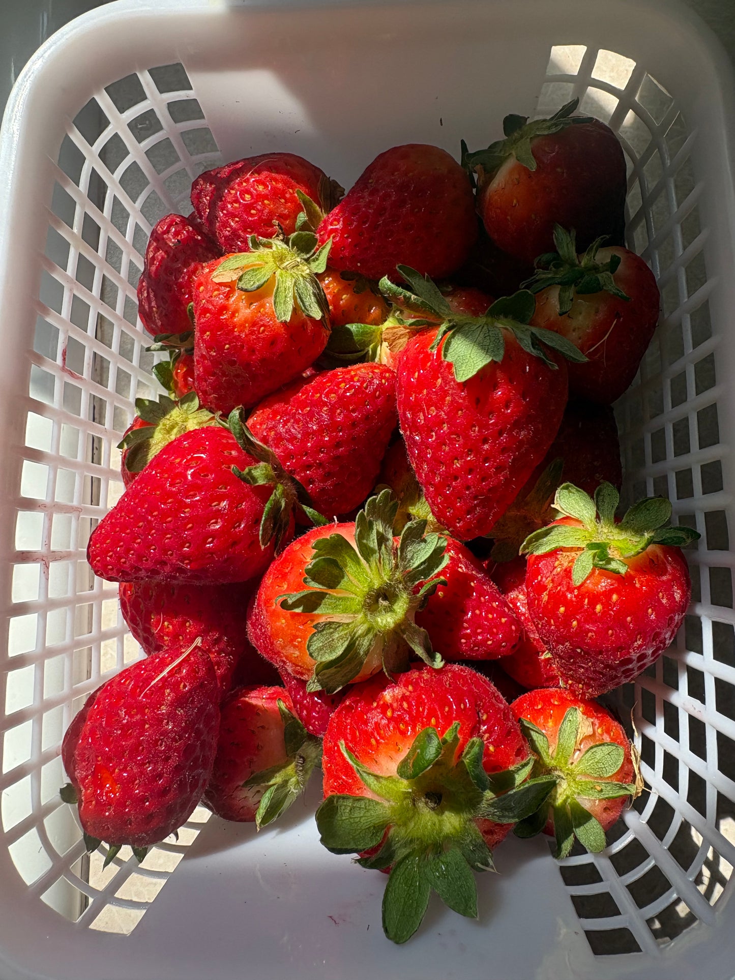 Strawberries four gallon flat