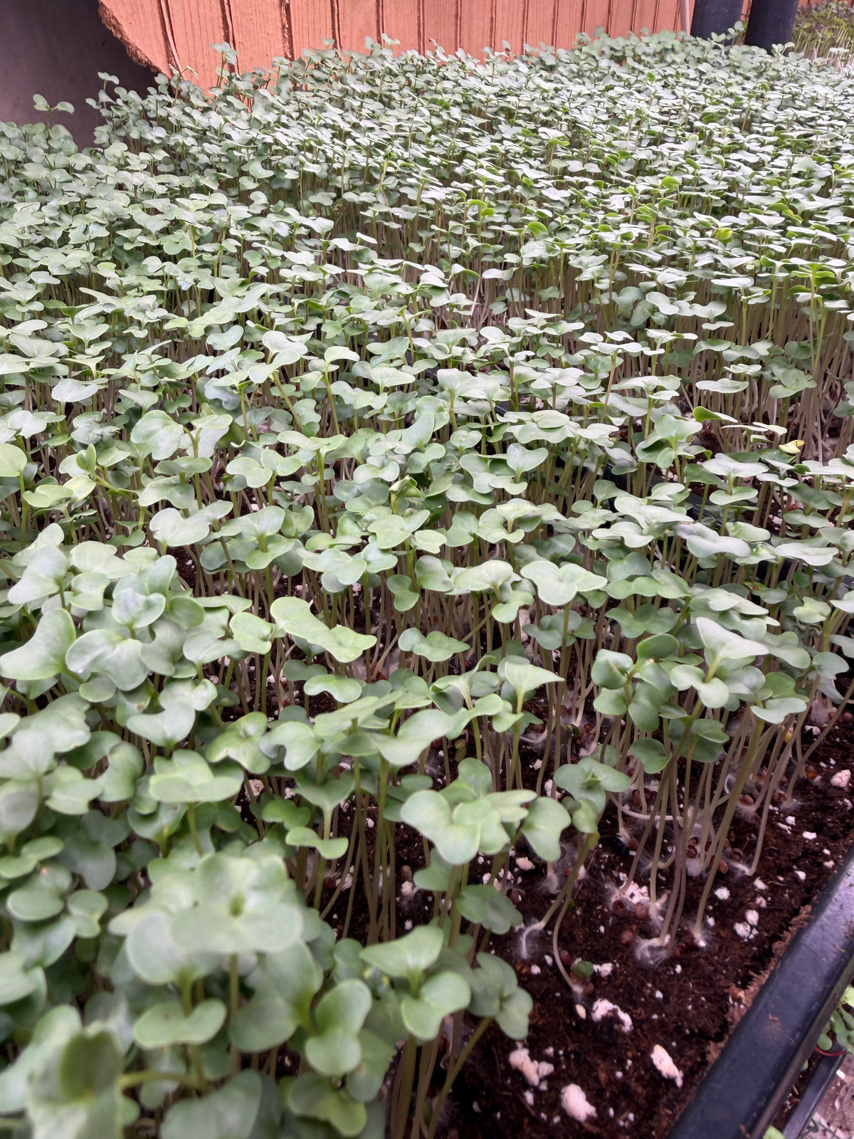 Microgreens