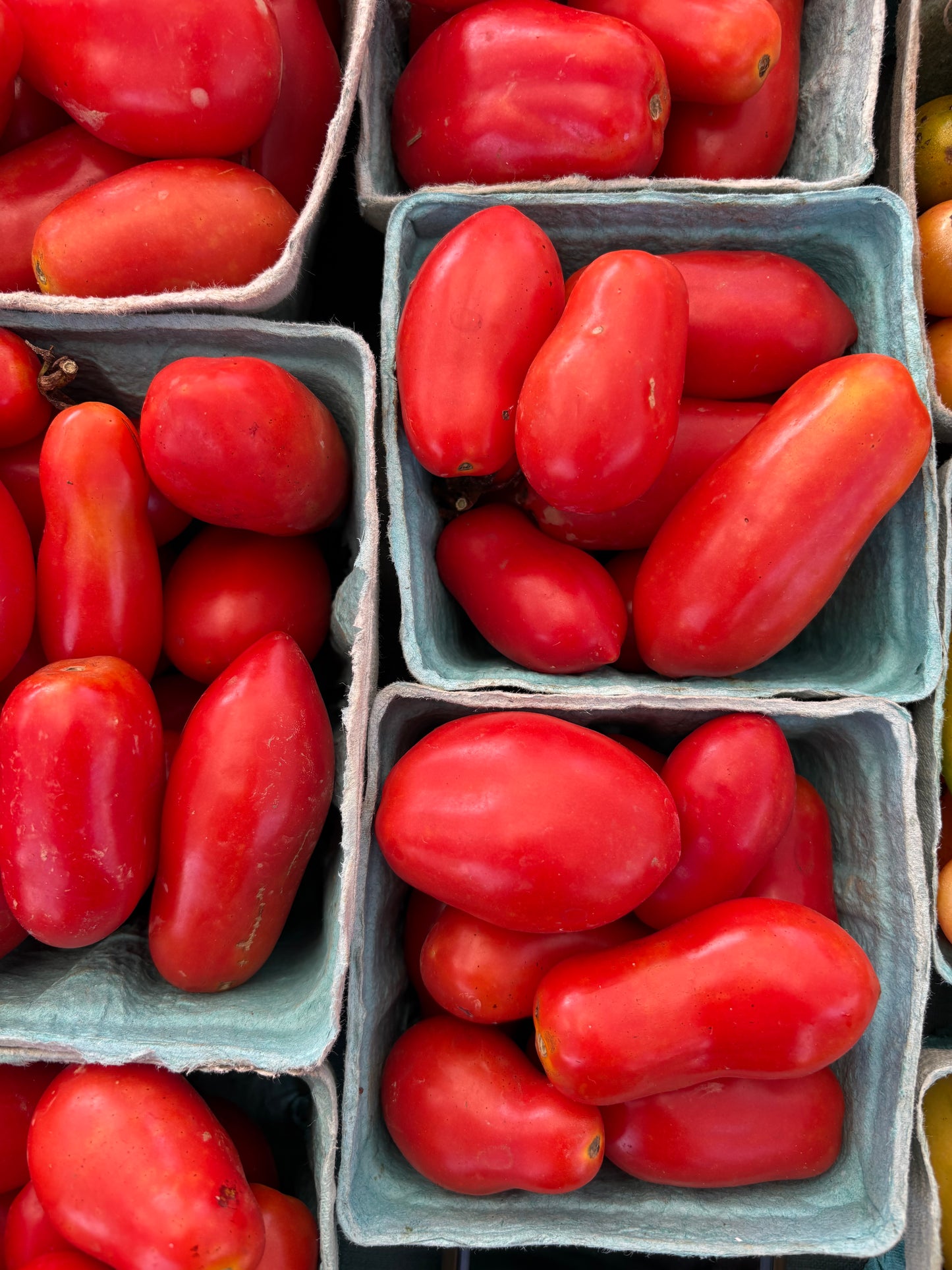 Roma Tomatoes