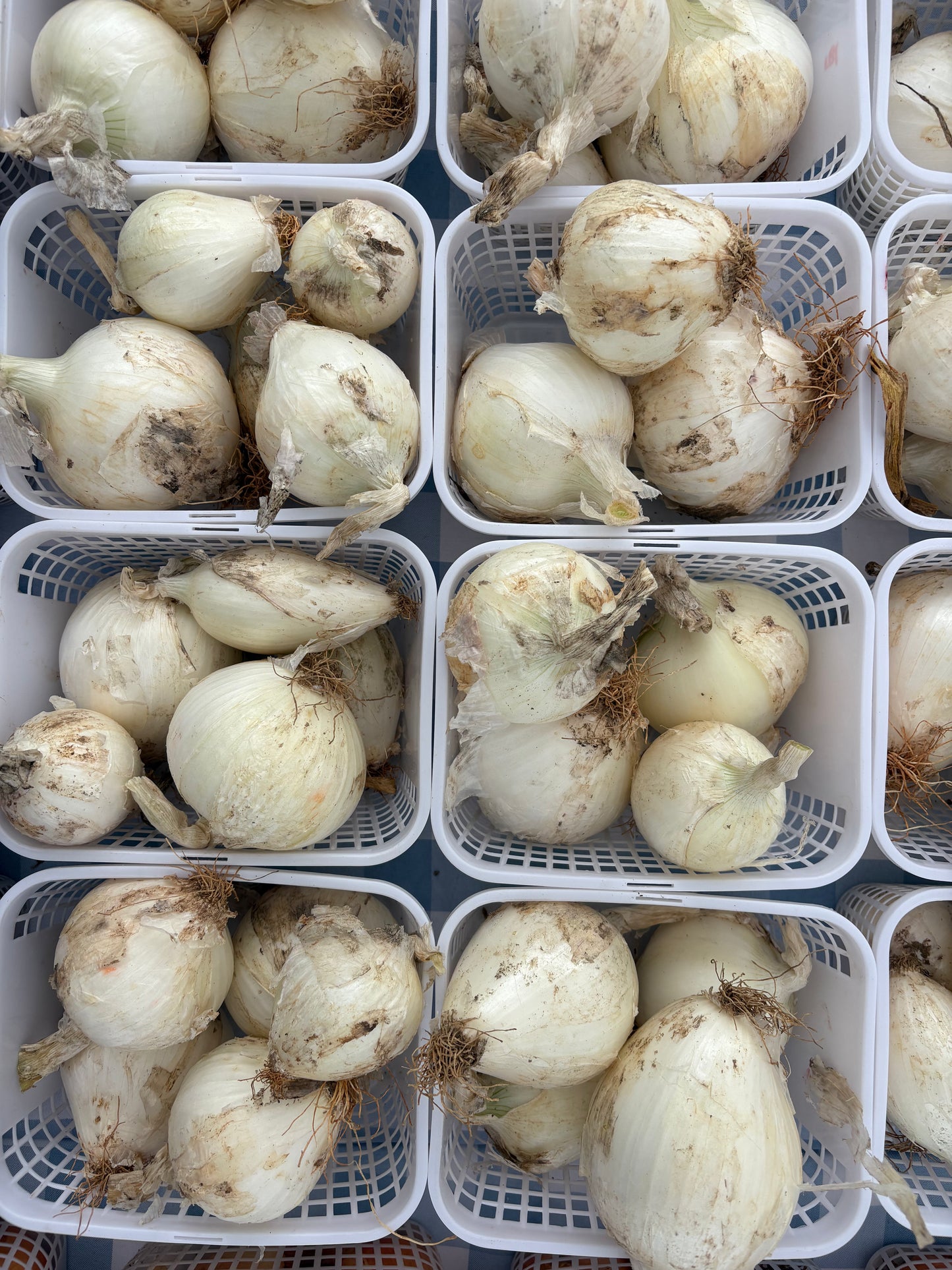 Onions
