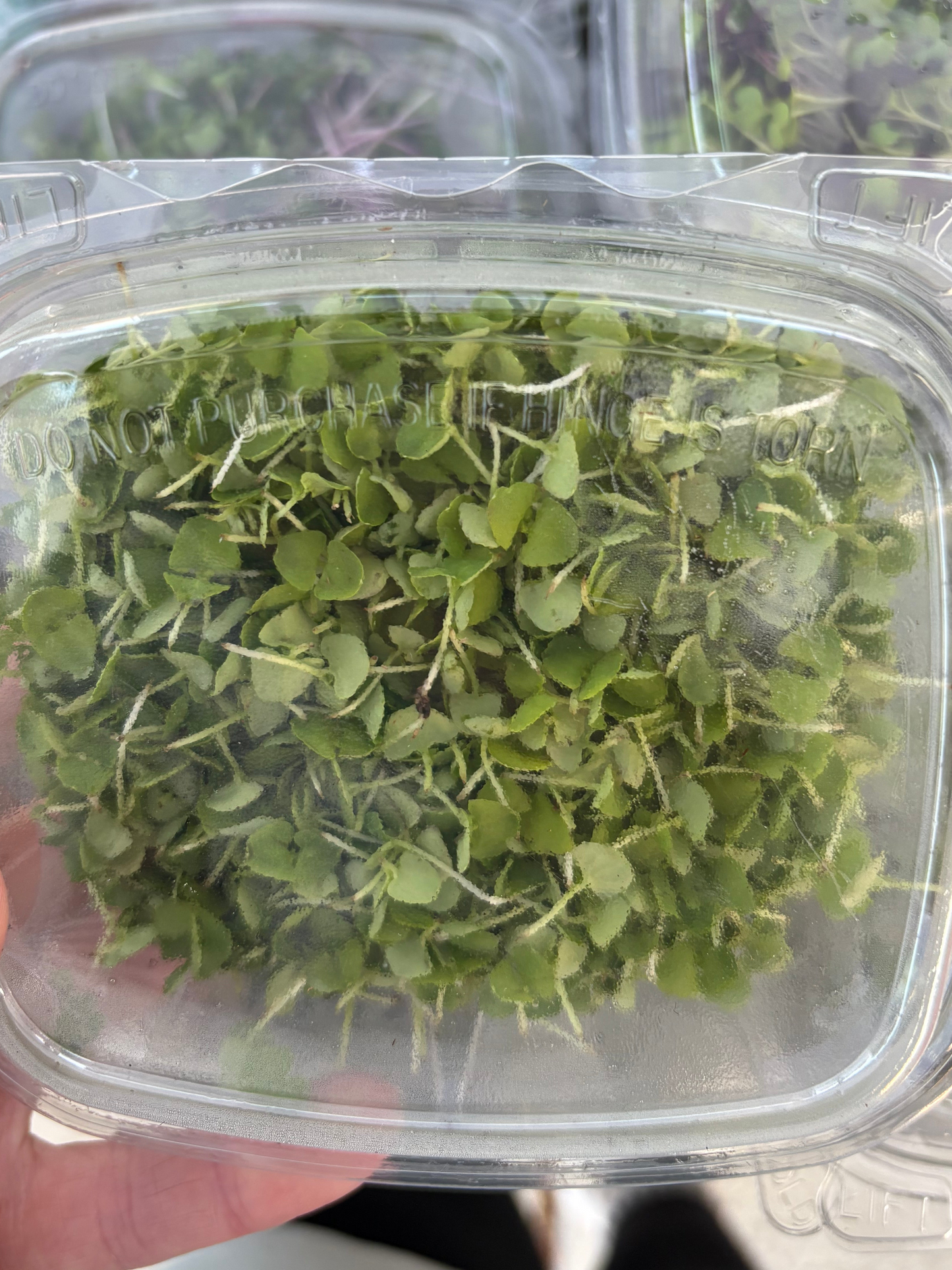 Microgreens - Basil