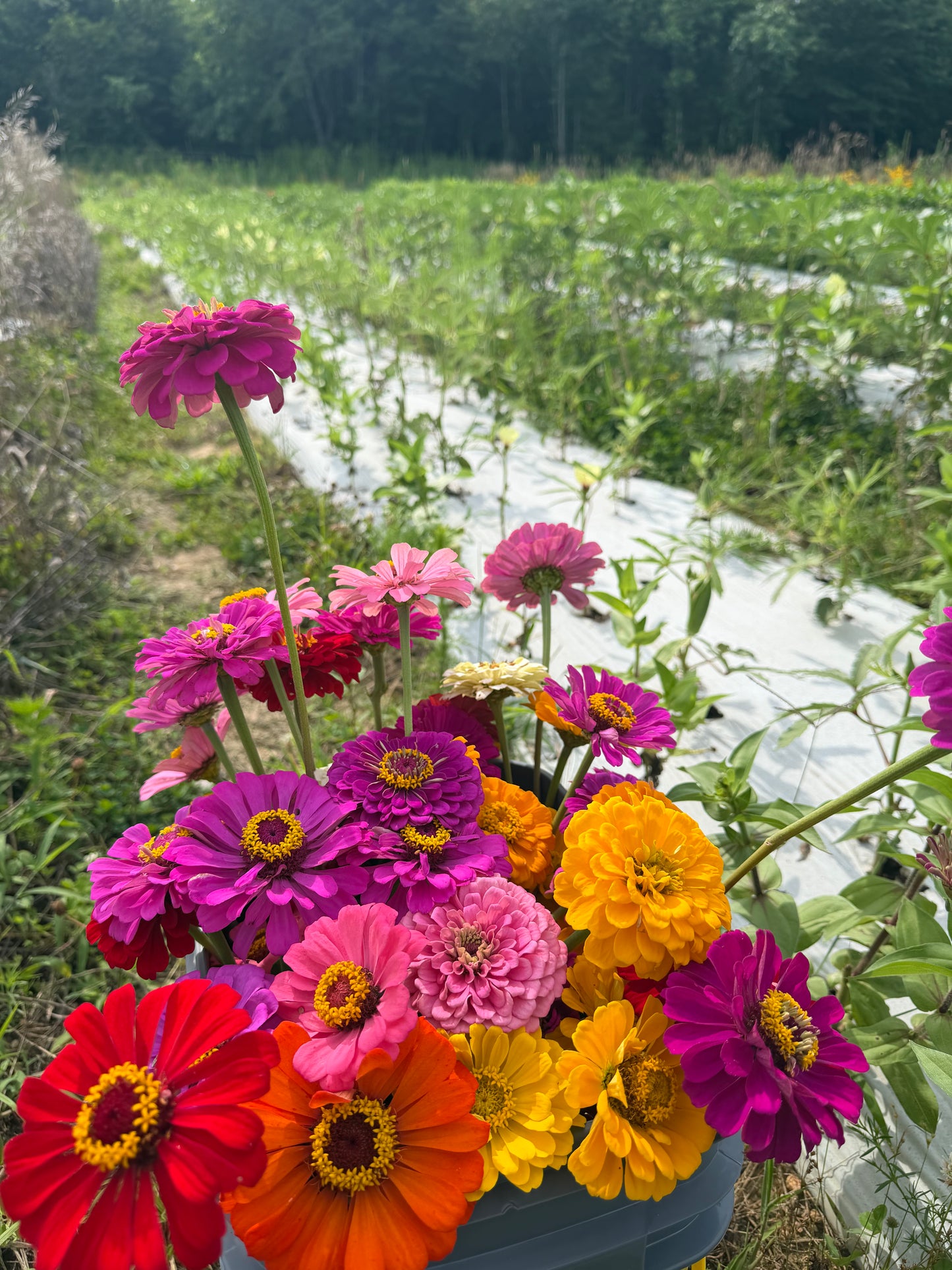 Zinnias