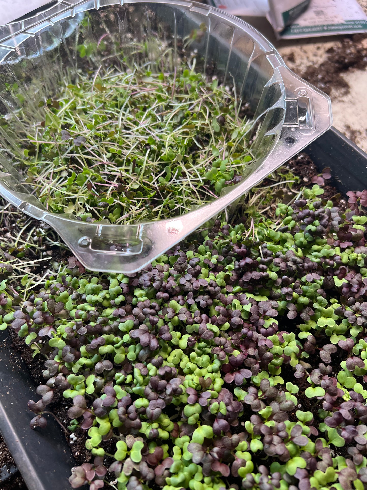 Spicy microgreens mix