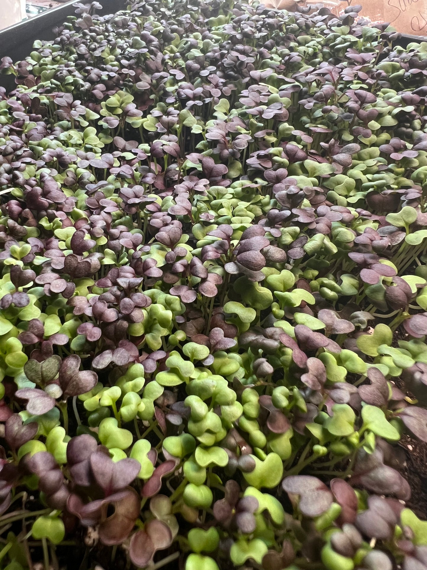 Spicy microgreens mix