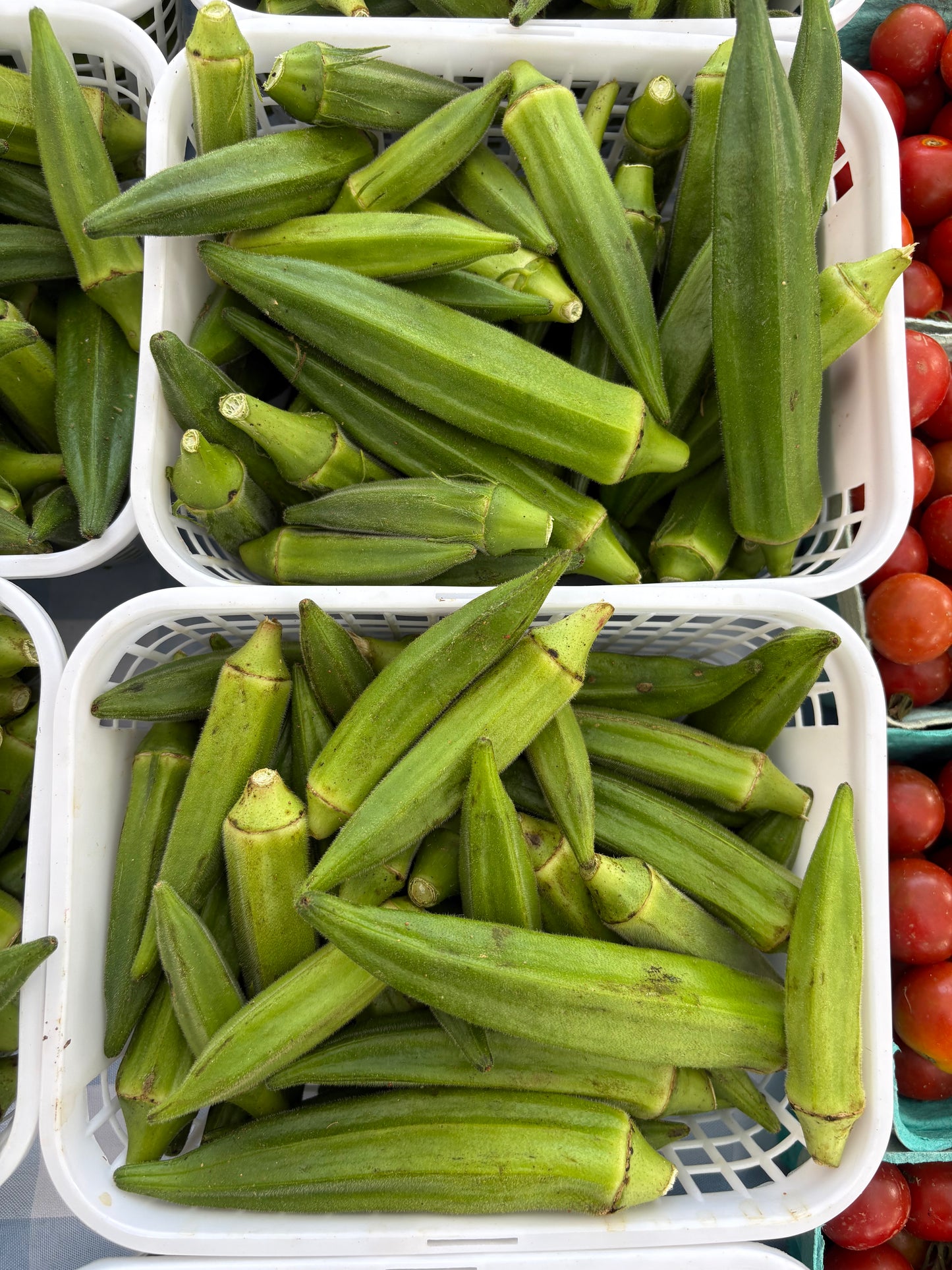 Okra