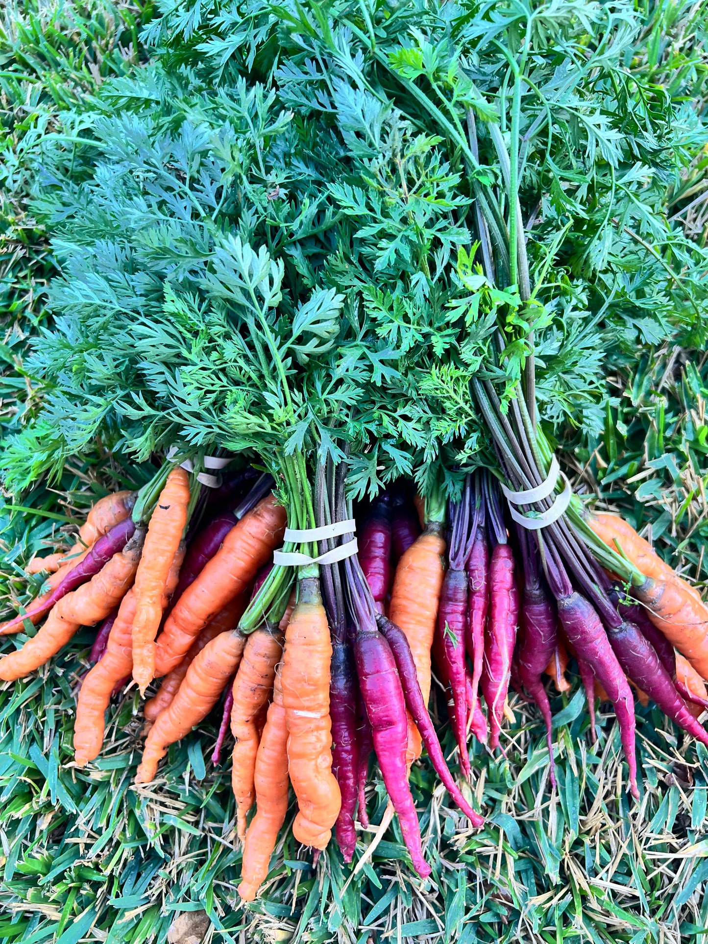 Carrots