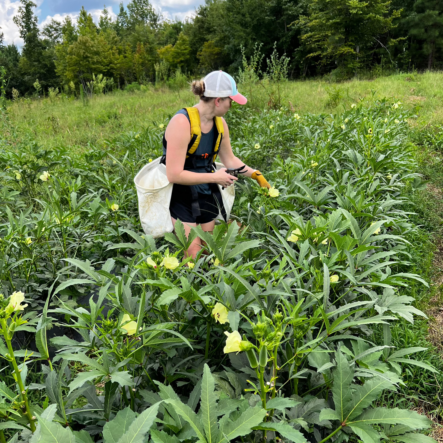 Okra (case)