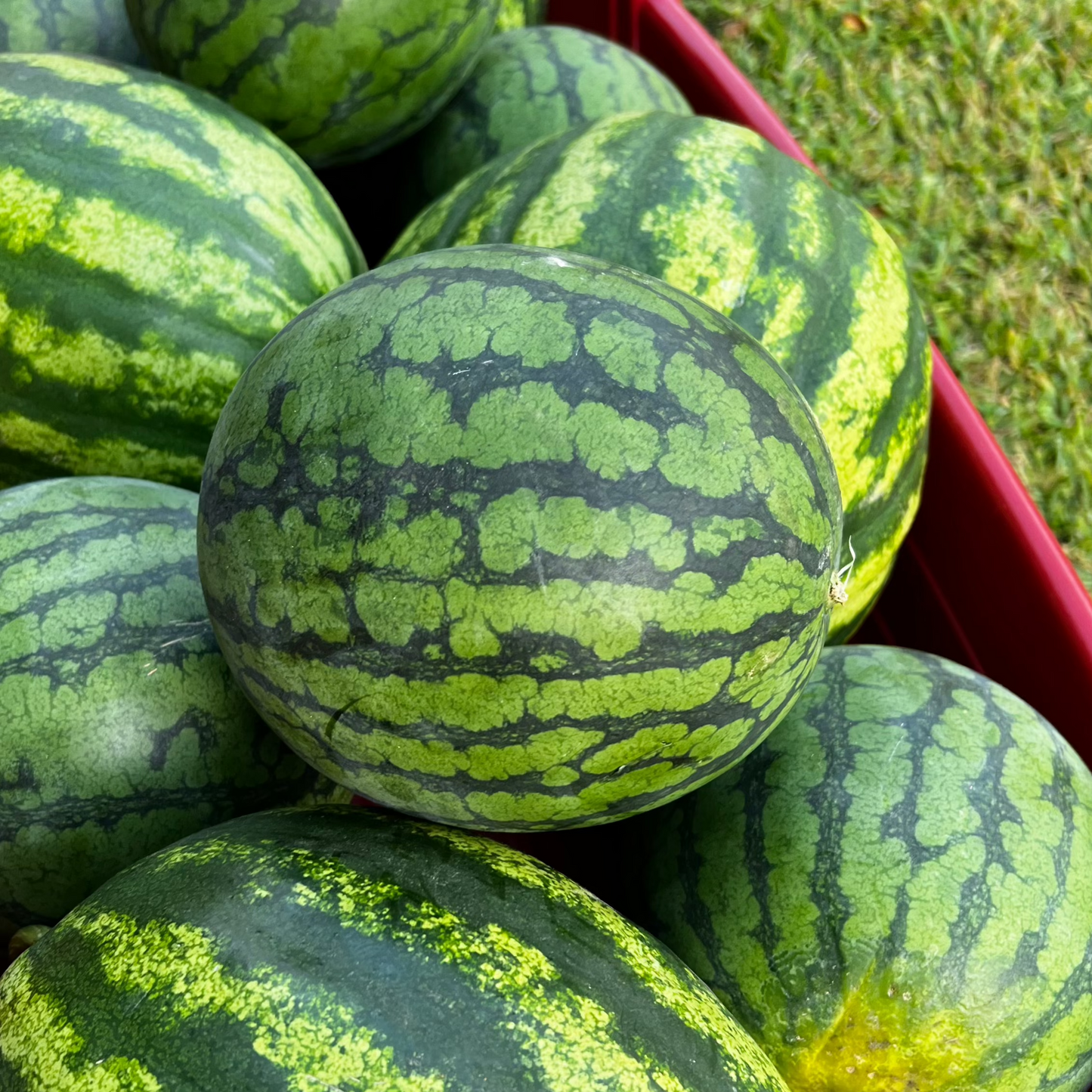 Watermelon - Crimson Sweet