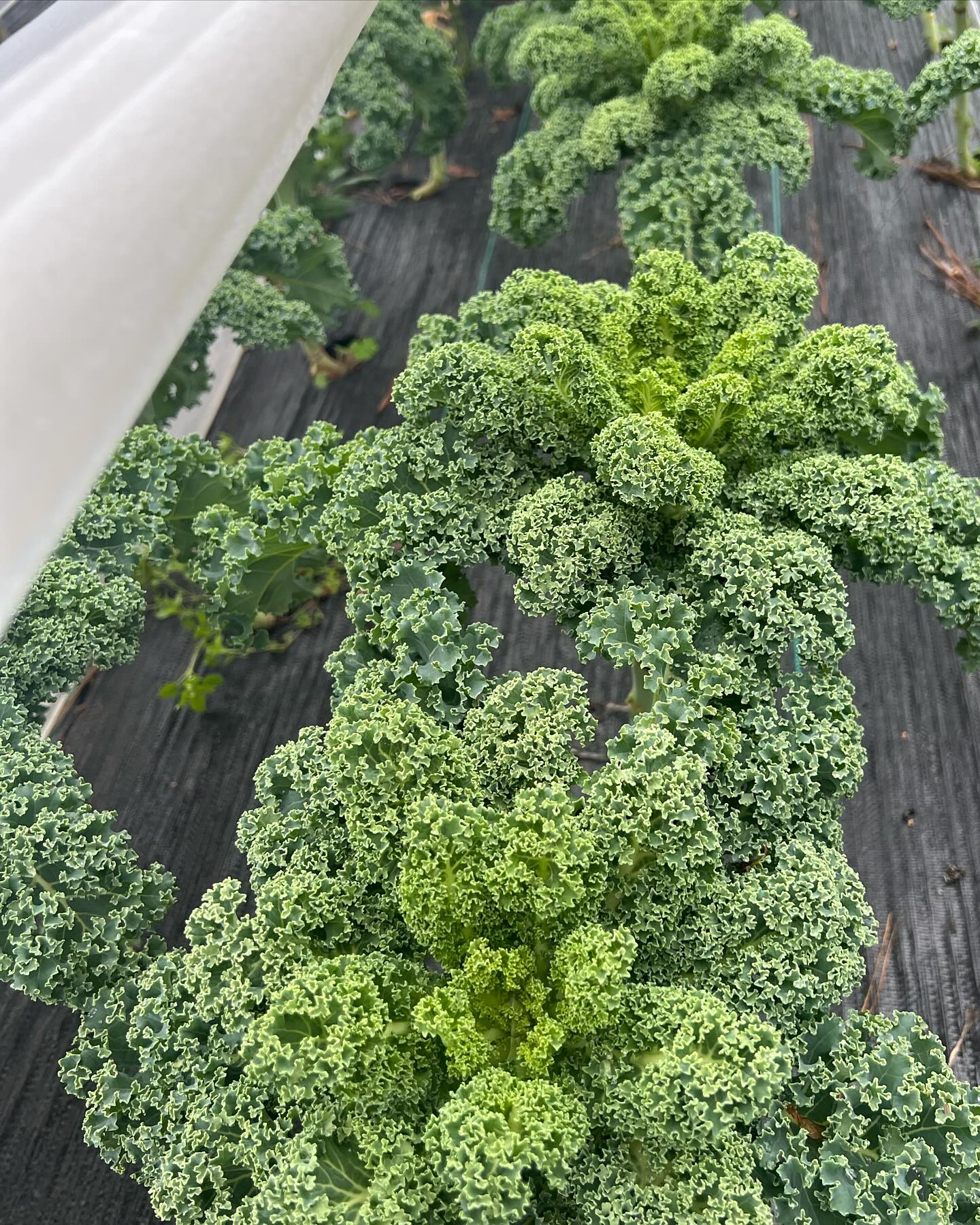 Curly Kale