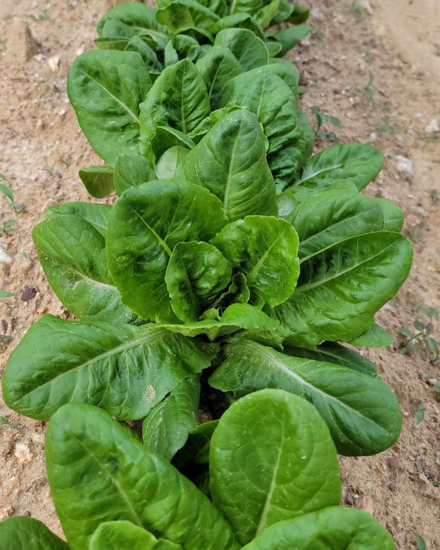 Leaf lettuce