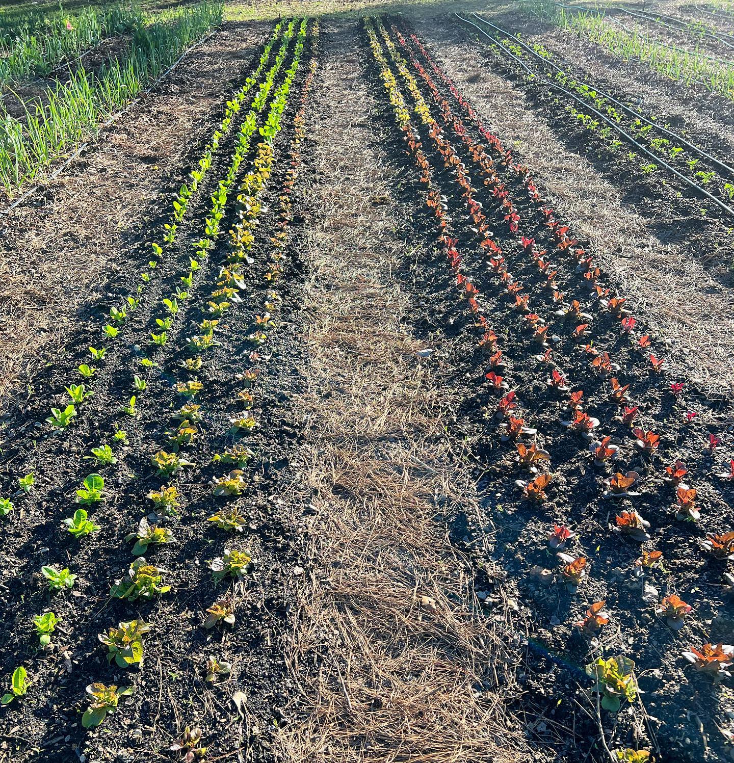 Leaf lettuce
