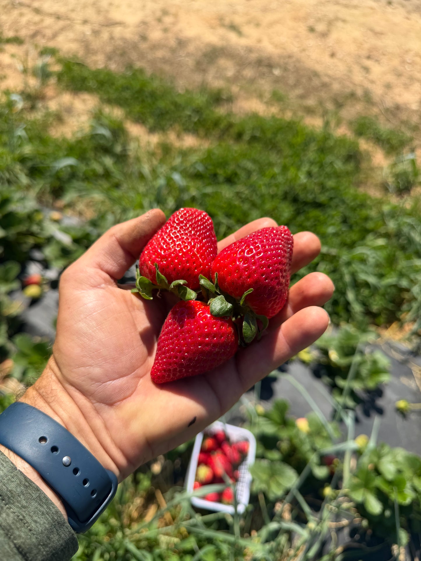 Strawberries