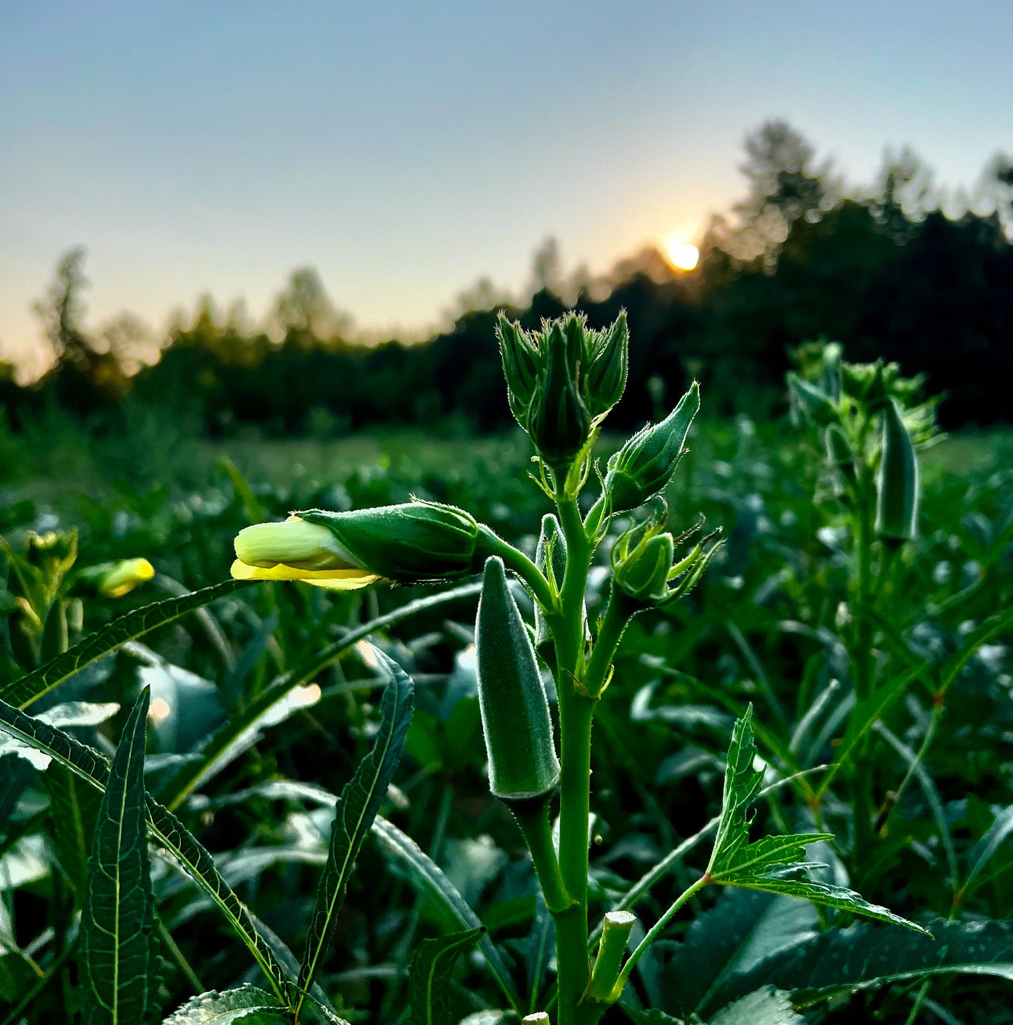 Okra