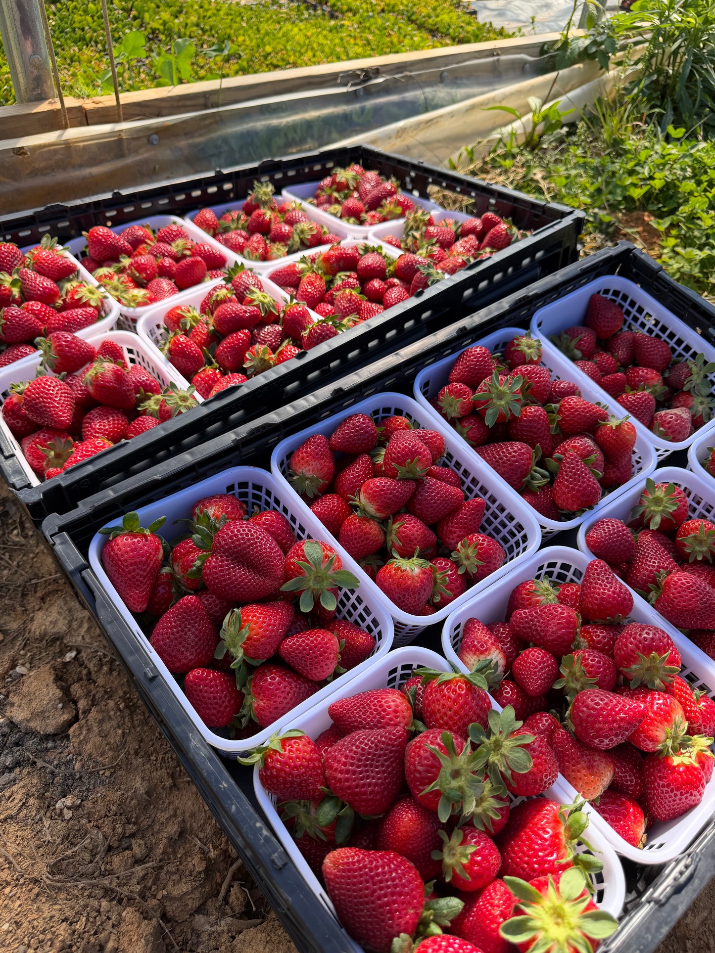 Strawberries