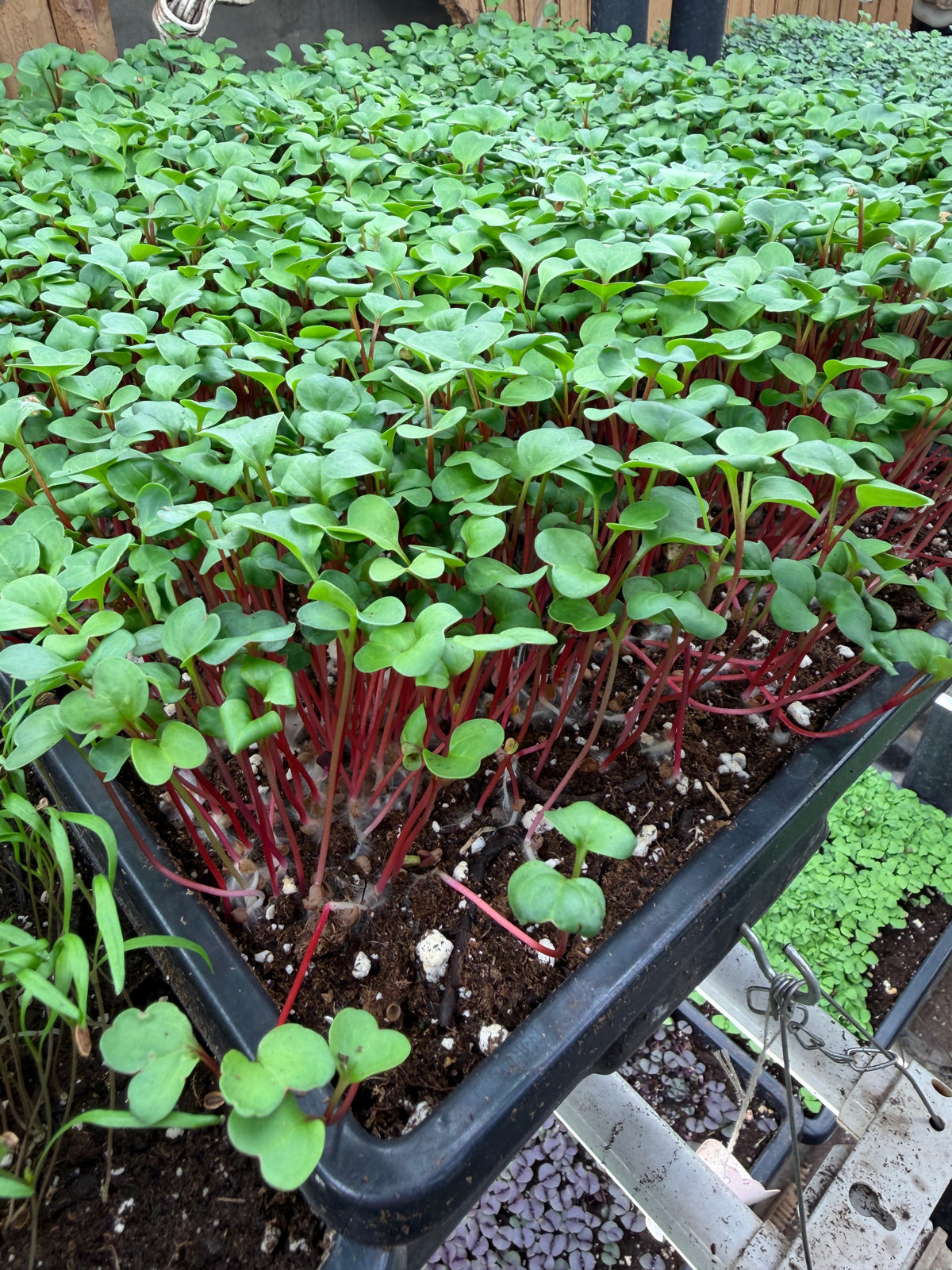 Microgreens