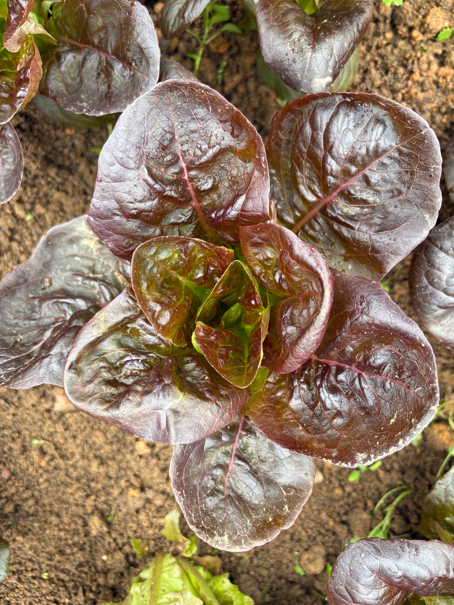 Bibb lettuce