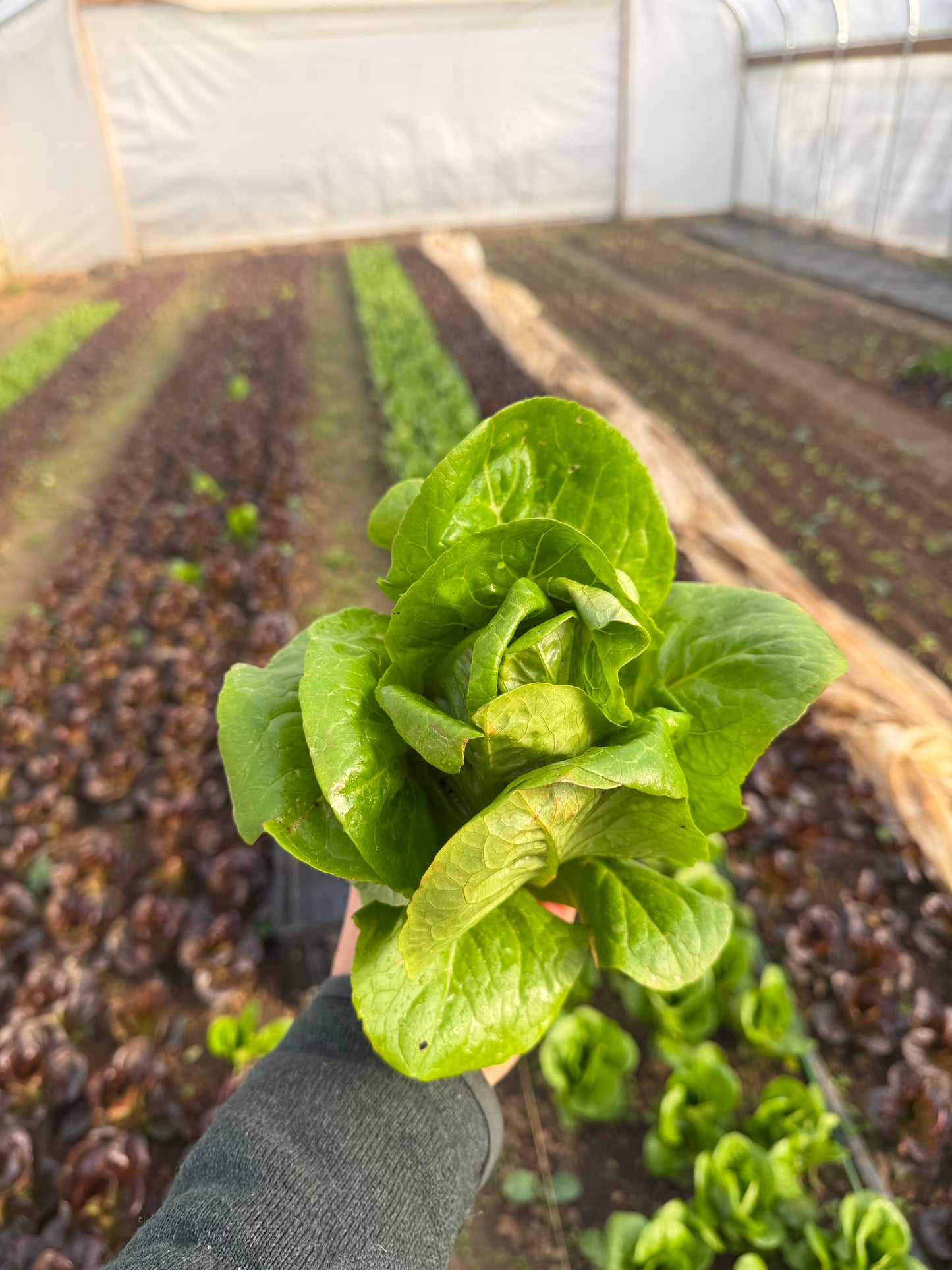 Bibb lettuce
