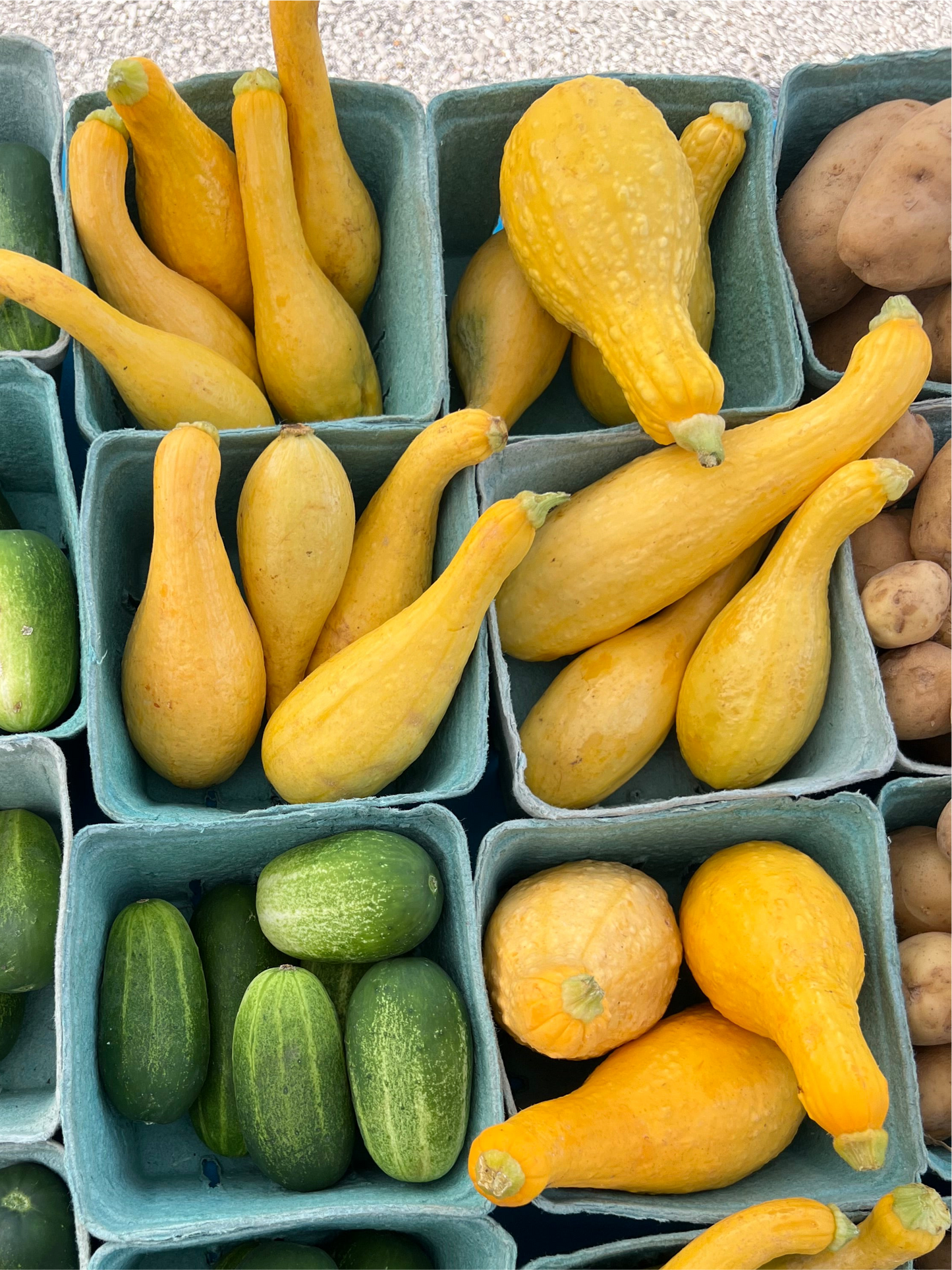Yellow Squash