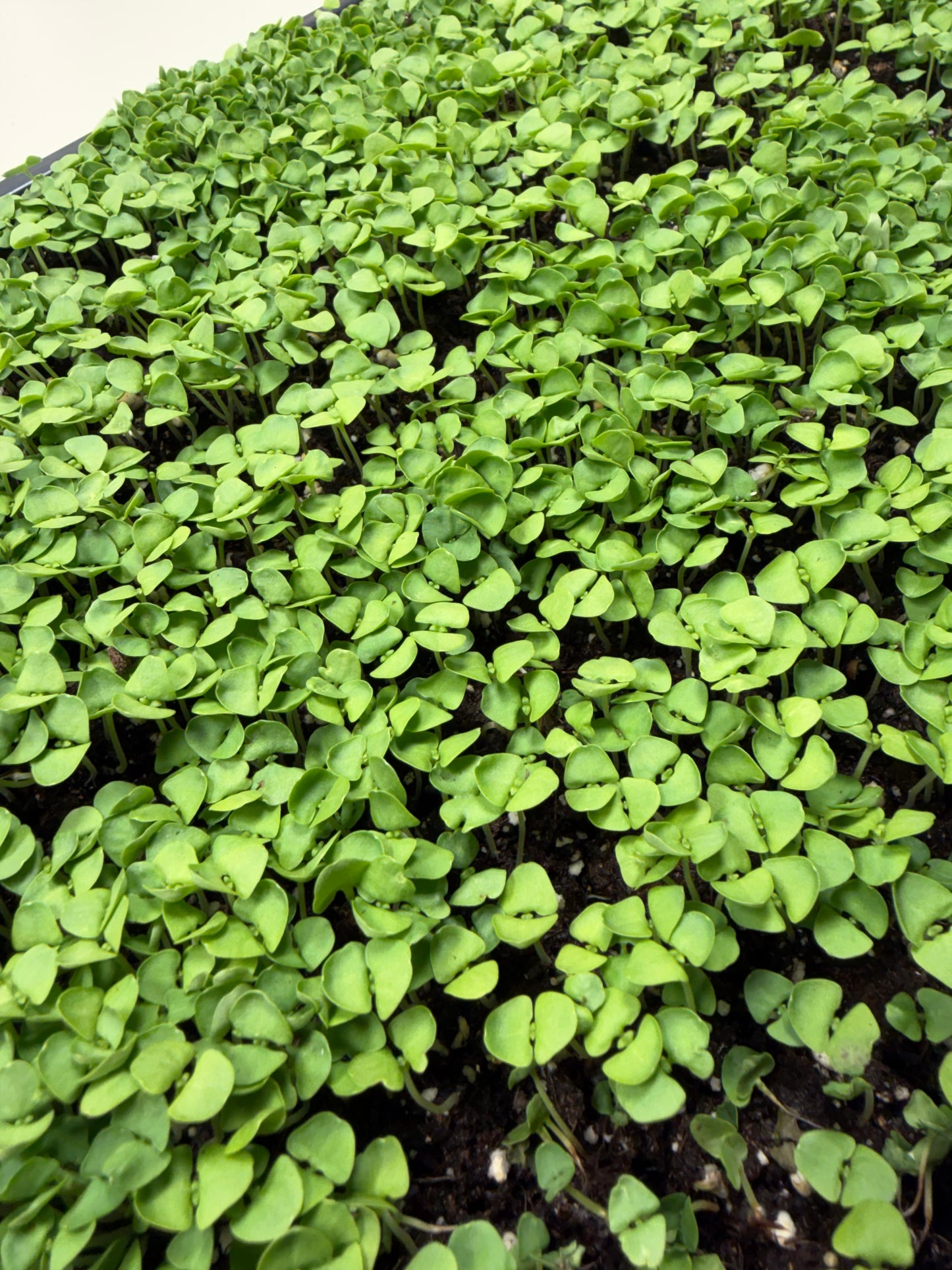 Microgreens