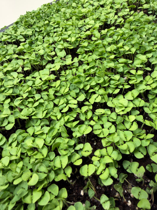 Microgreens - Basil