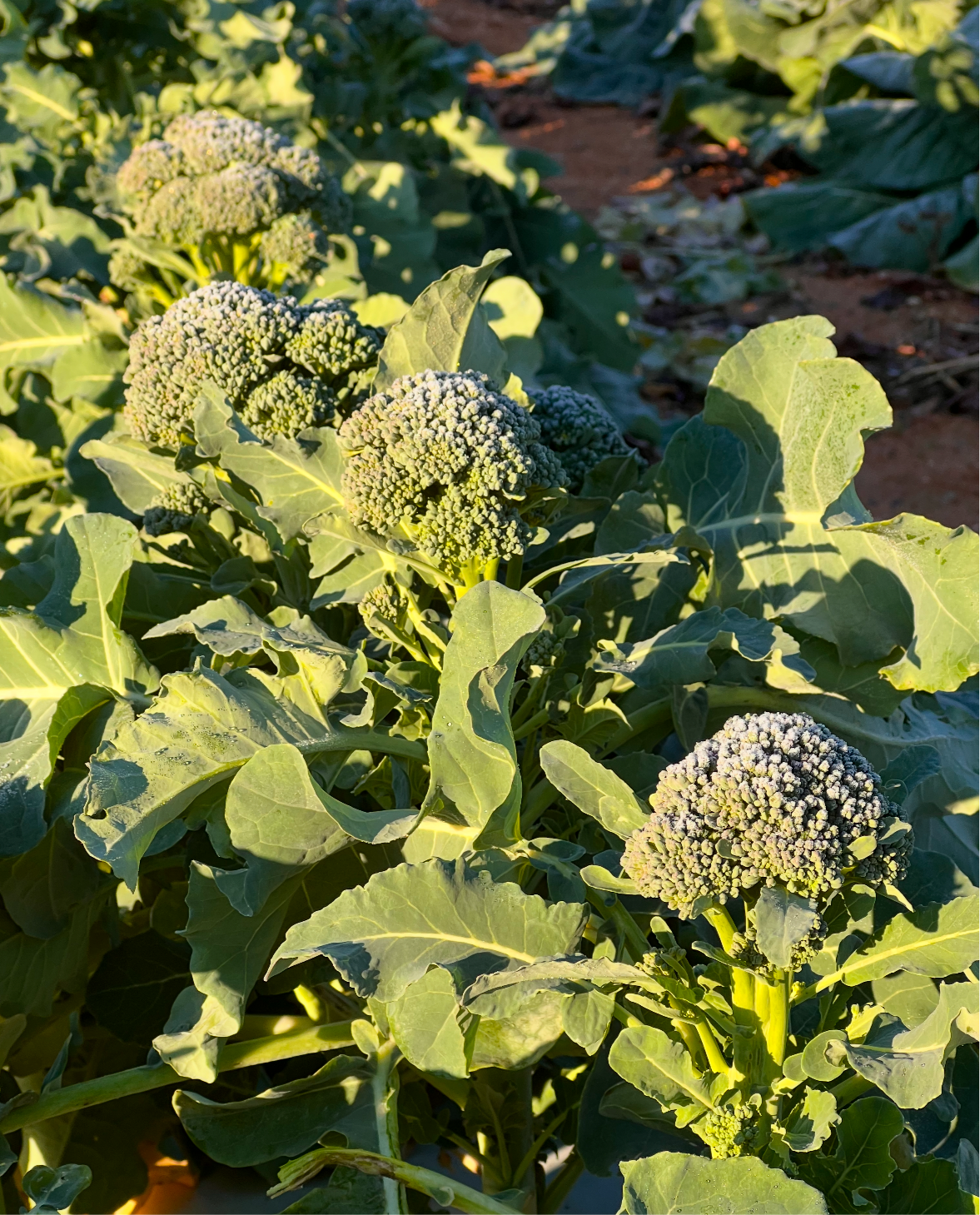 Broccolini