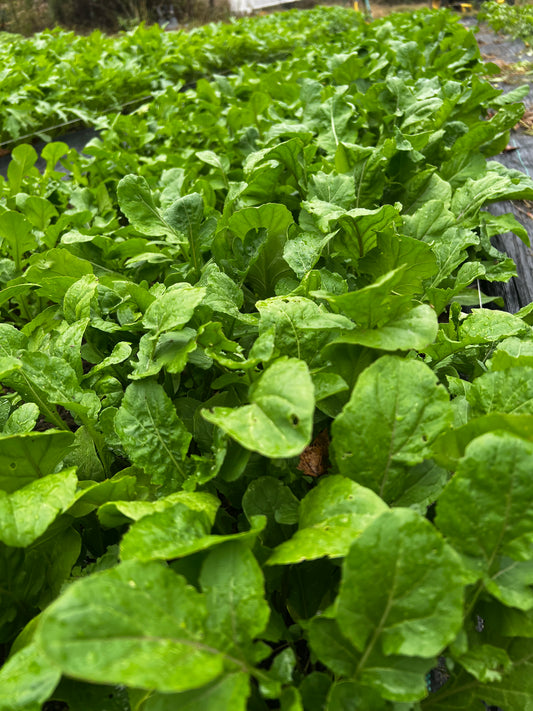 Arugula