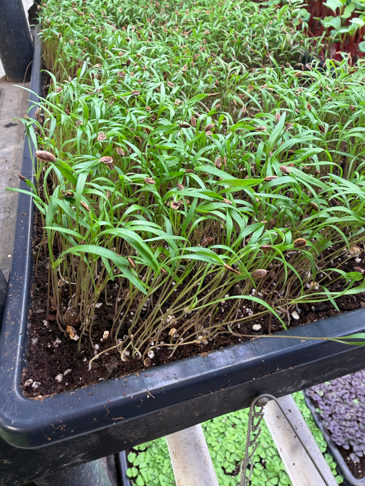 Microgreens
