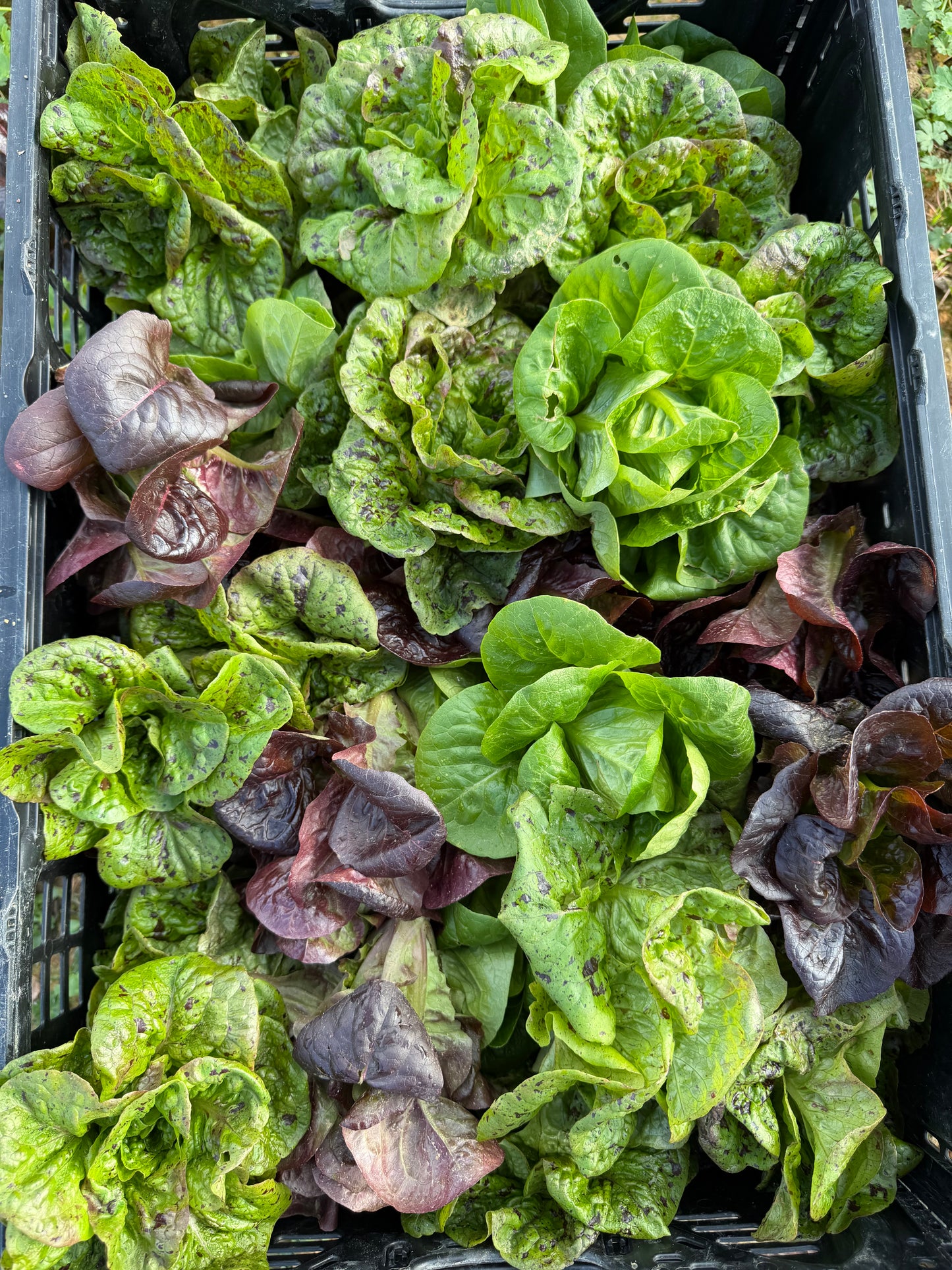 Bibb lettuce