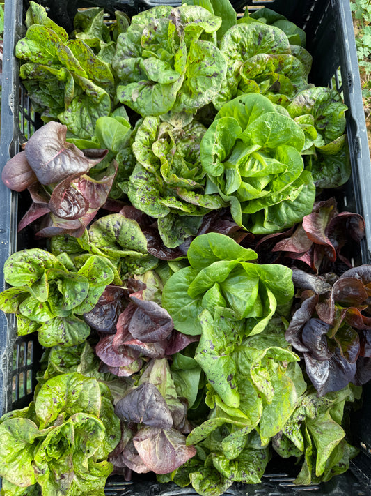 Bibb lettuce