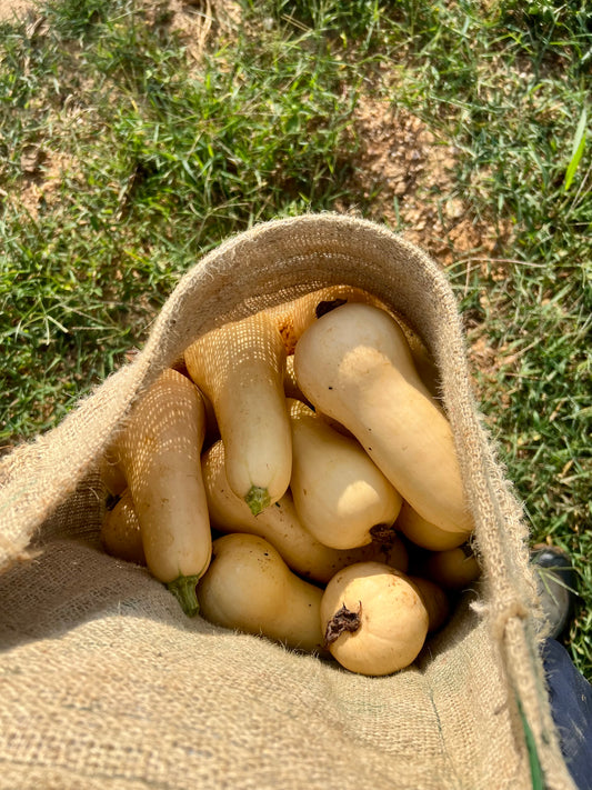 Butternut squash