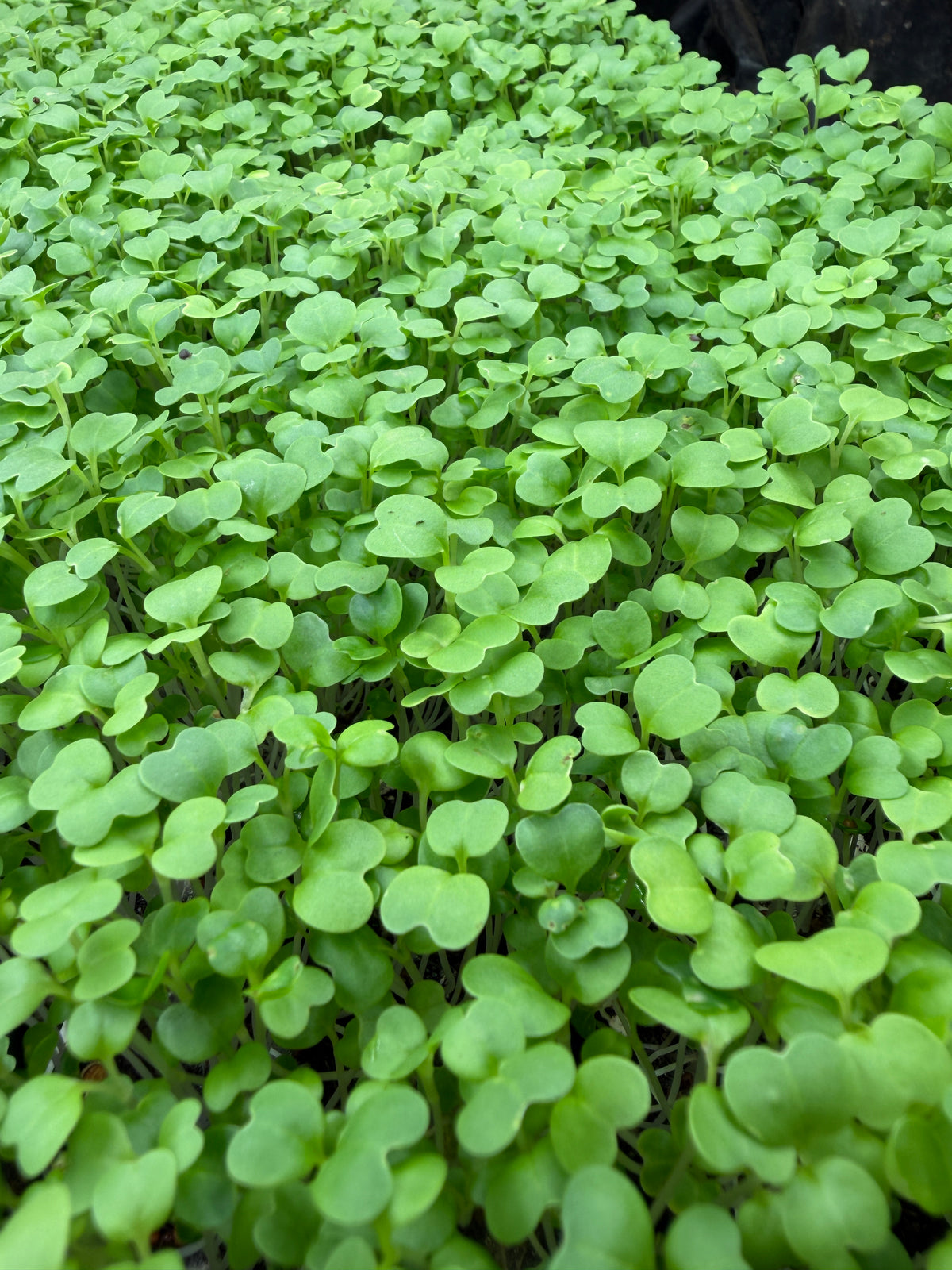 Microgreens