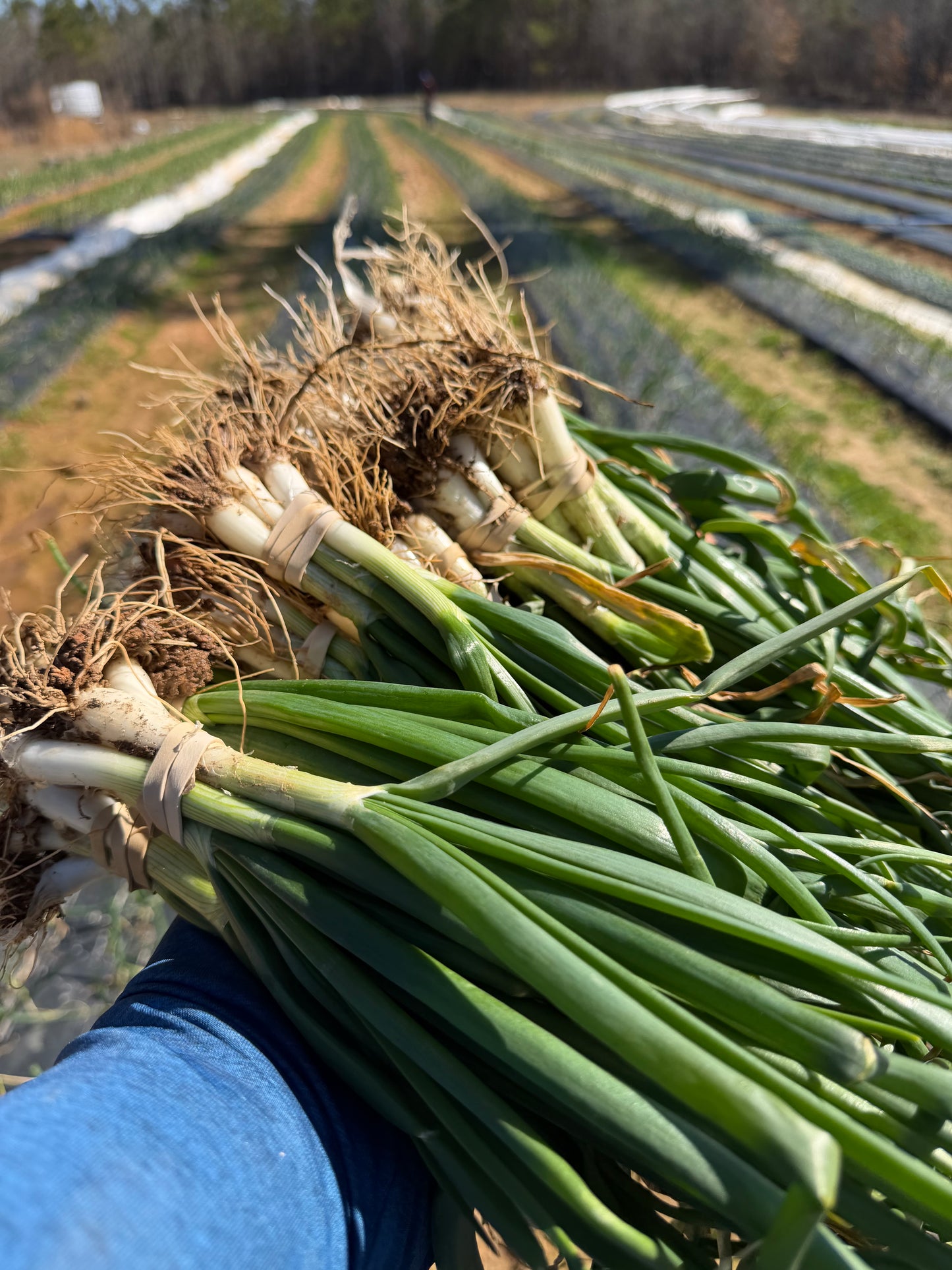 Onions