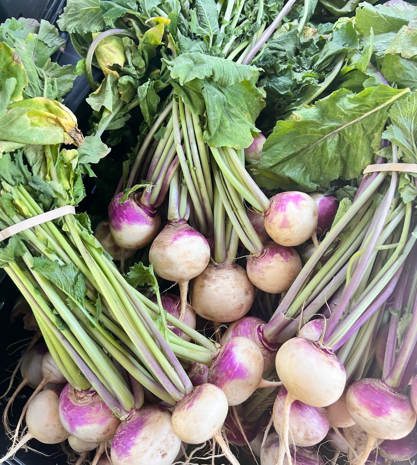 Turnip with greens