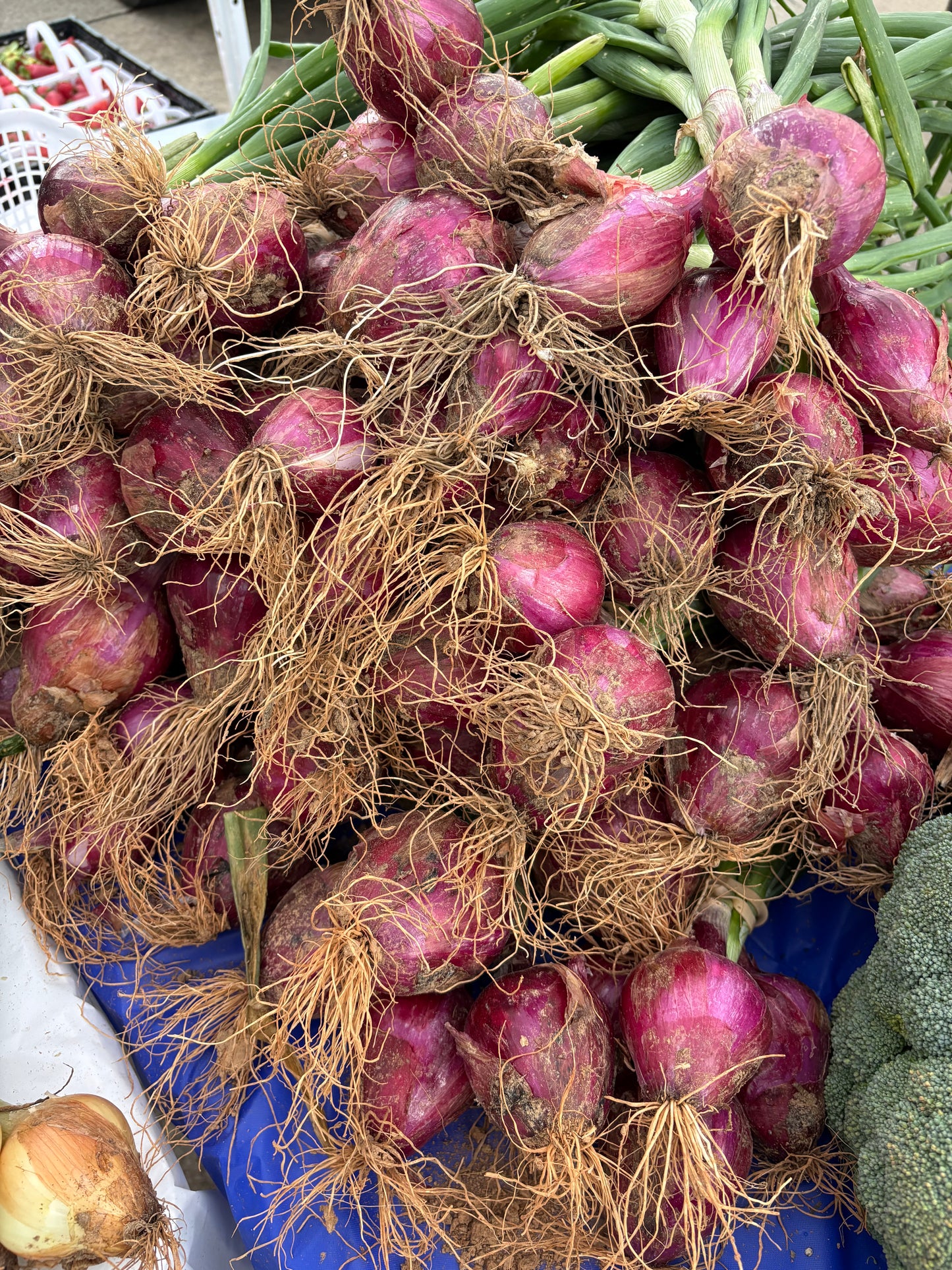 Onions