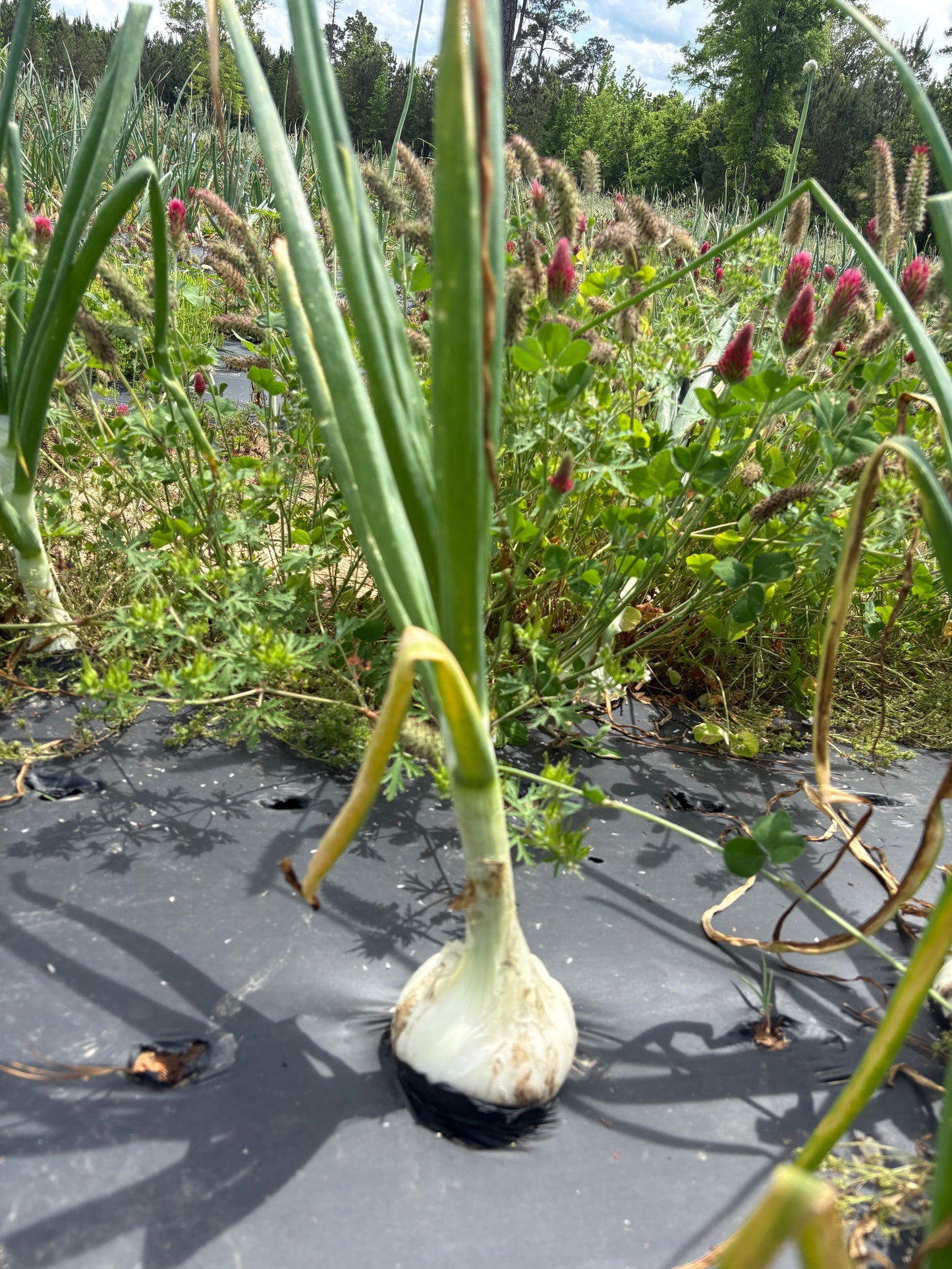Onions