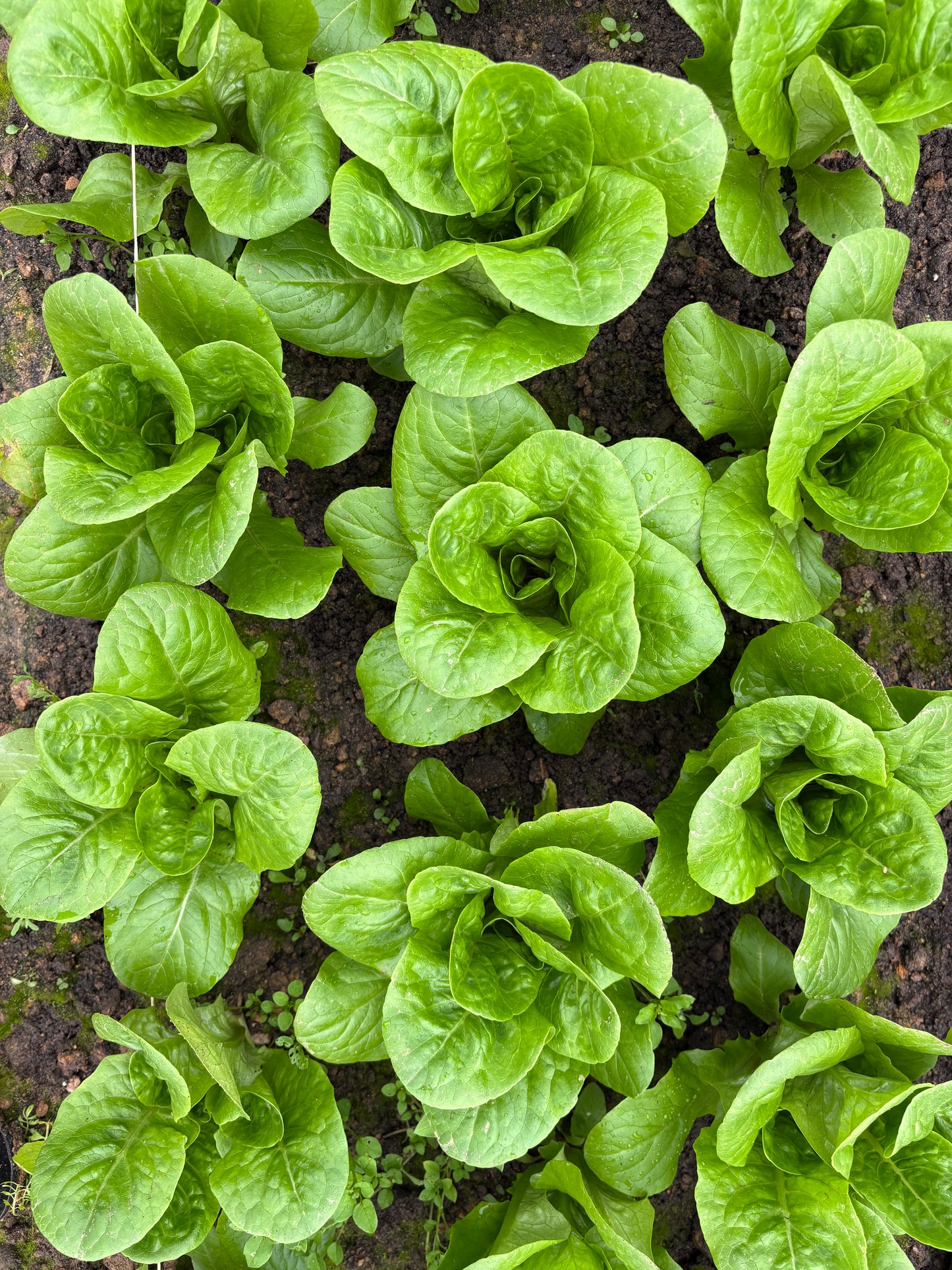 Bibb lettuce