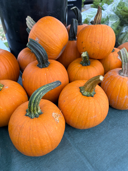 Pumpkin pie pumpkins