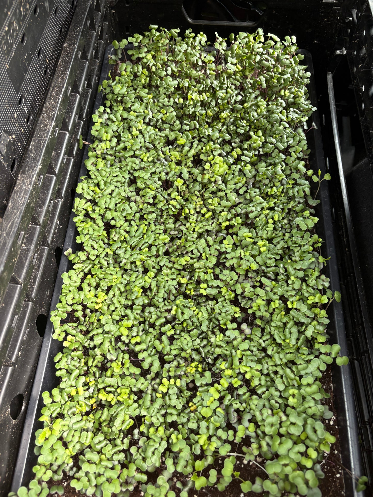 Microgreens