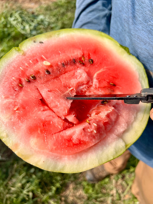 Watermelon - Crimson Sweet