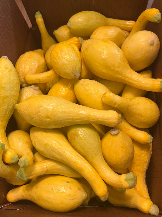 Yellow Squash