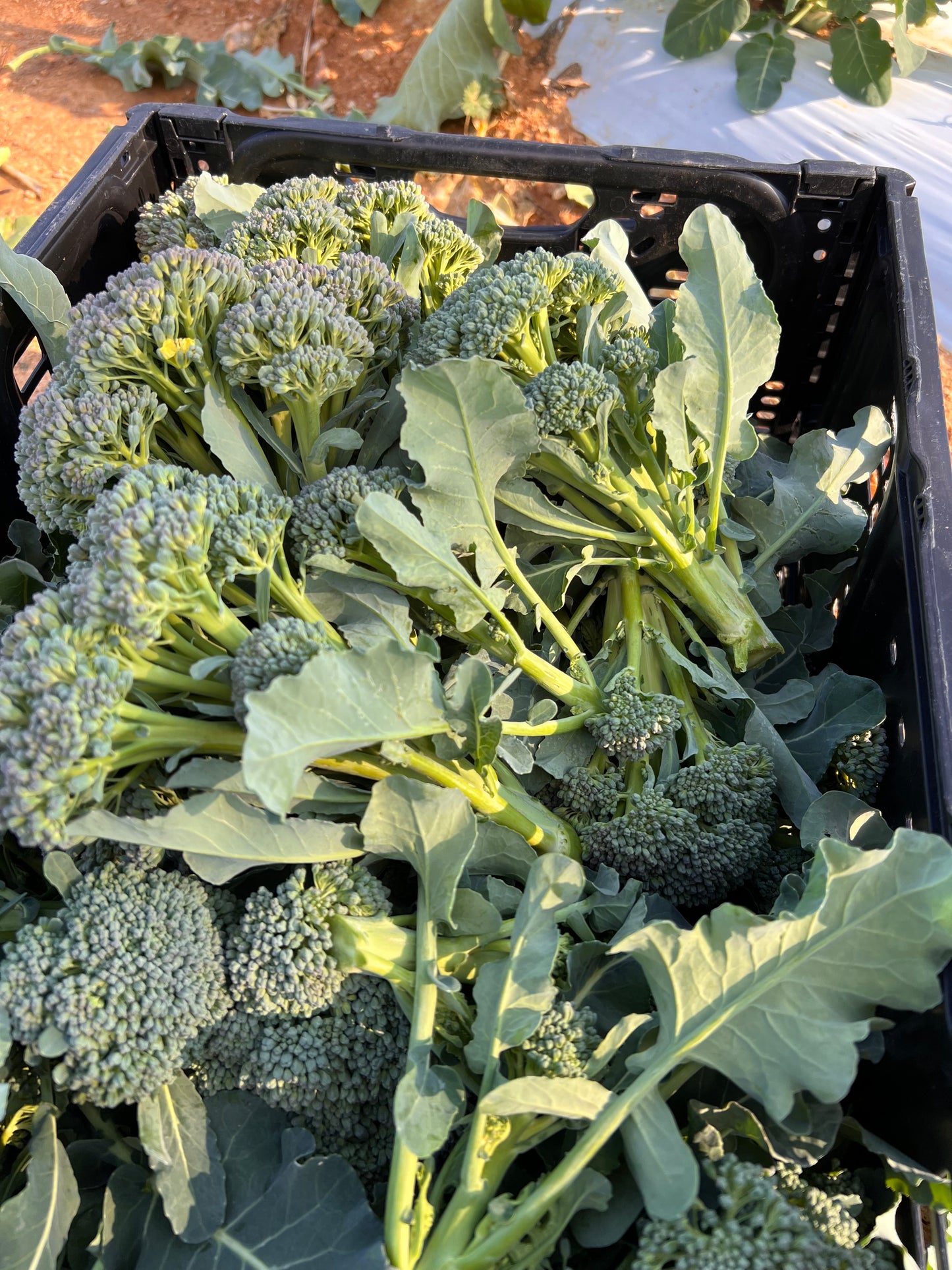 Broccolini