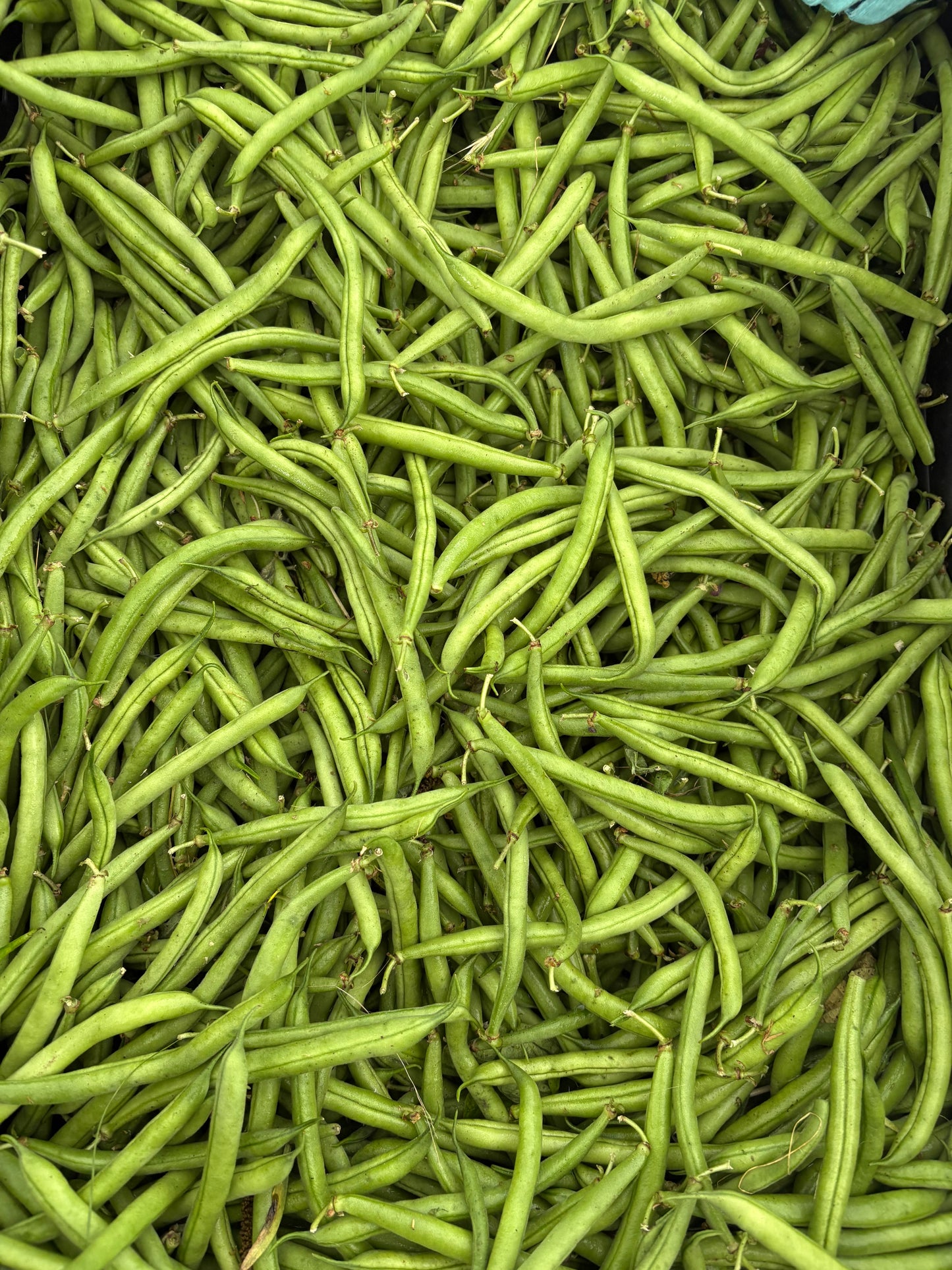 Green beans