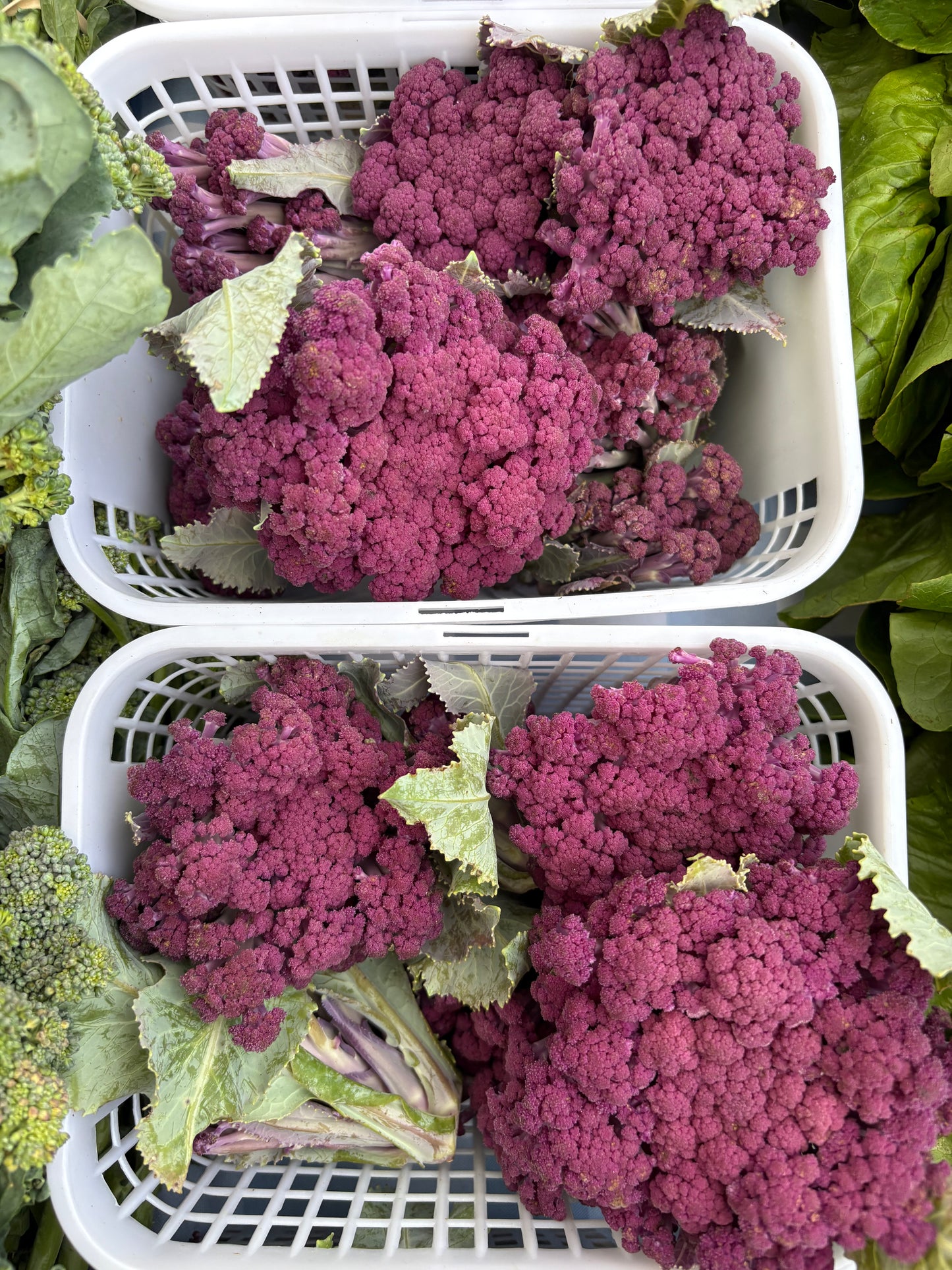 Cauliflower- sprouted purple