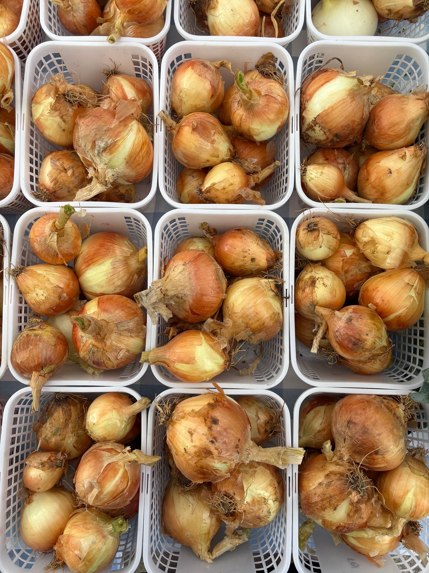 Onions